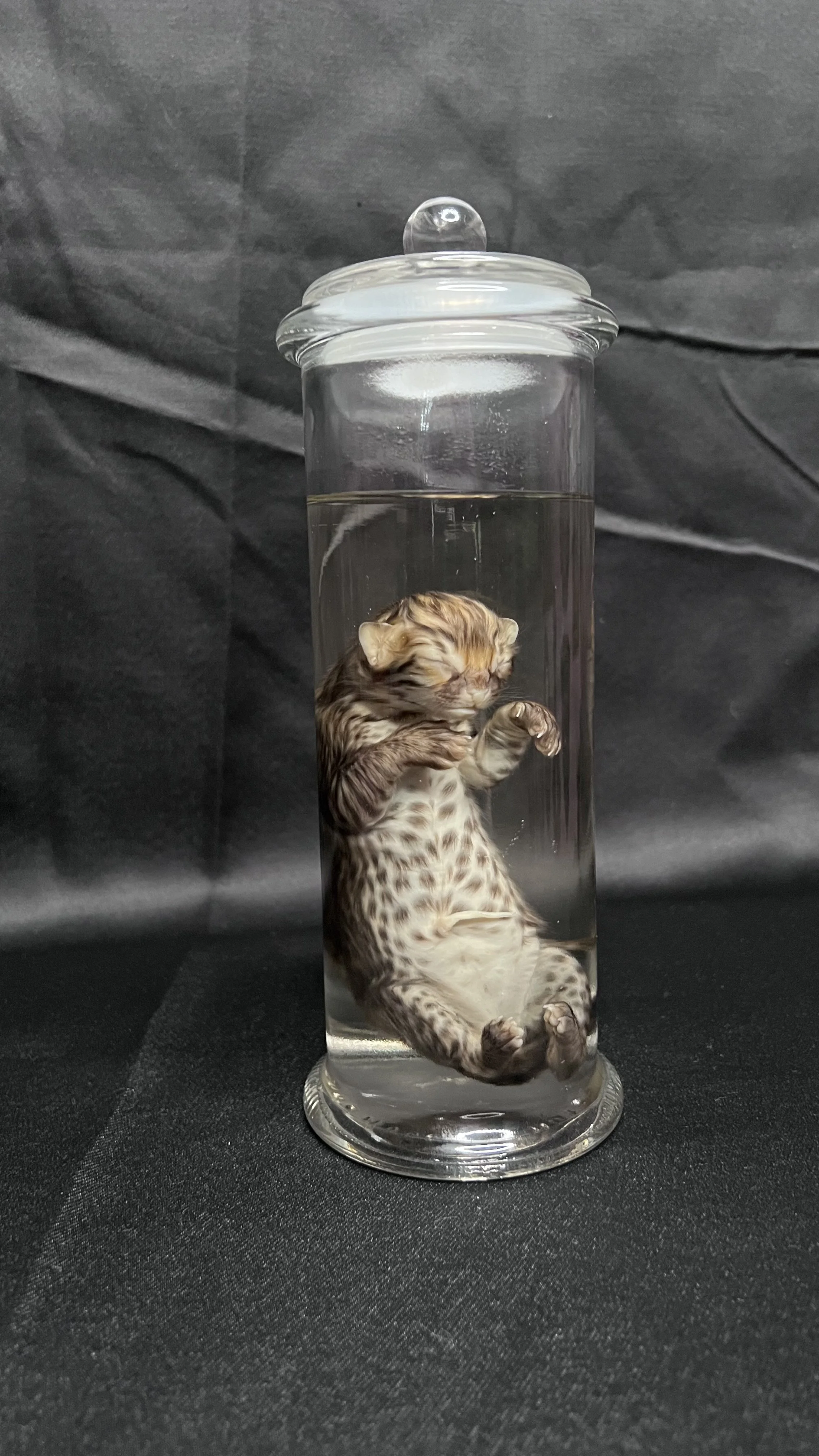Wet Specimen - Savannah Kitten