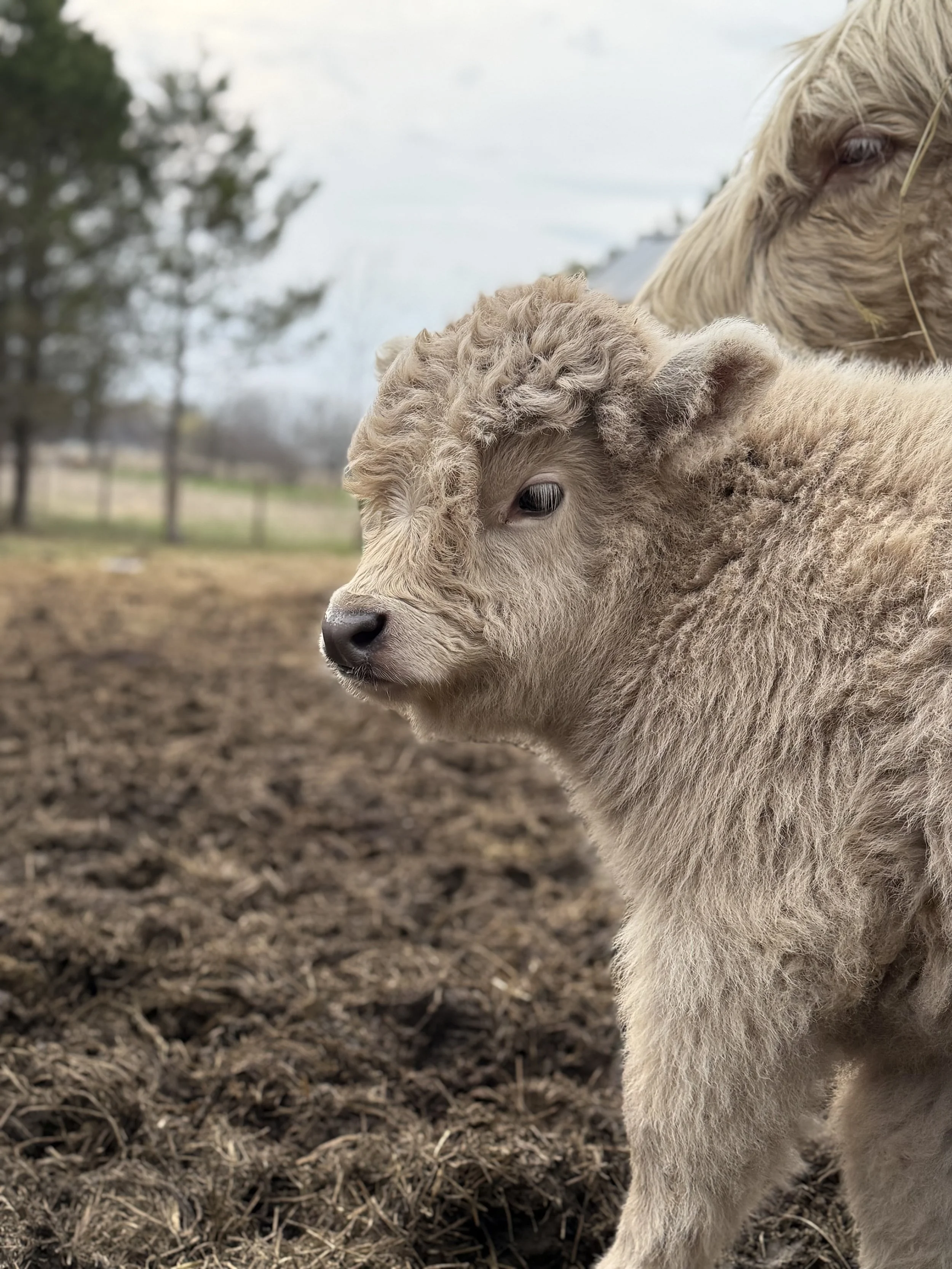 $4,500 - Silver Mini Highland Bull Calf (Newborn)