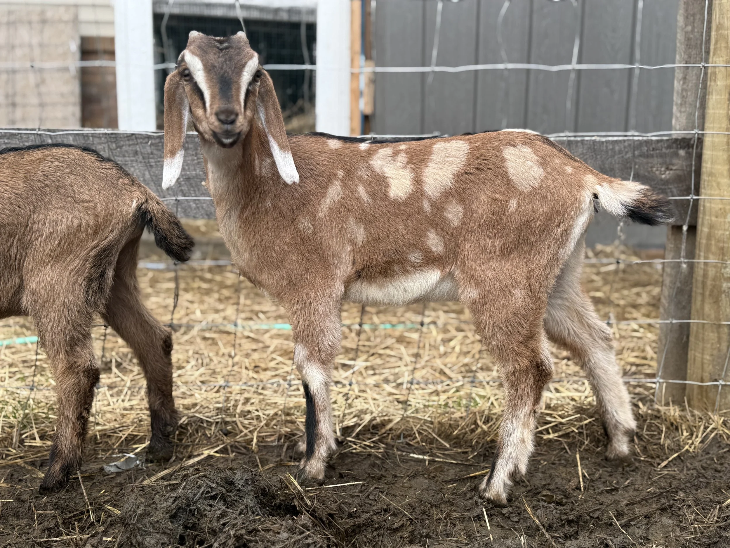 $1,500 - Nubian Doeling – Born 1/30/2026