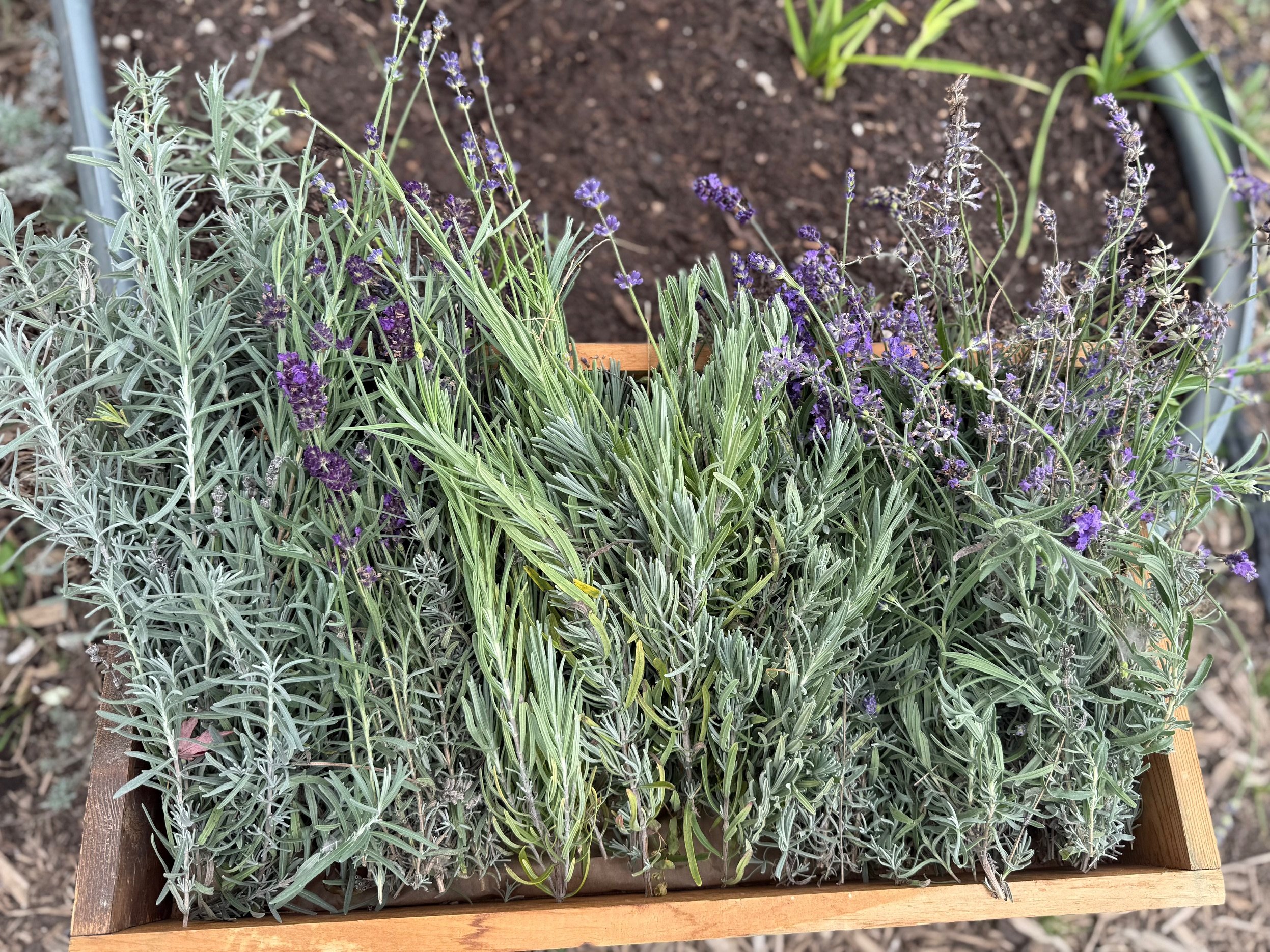 A wooden planter box filled with various lavender plants, some with purple flowers, placed on soil in a garden.