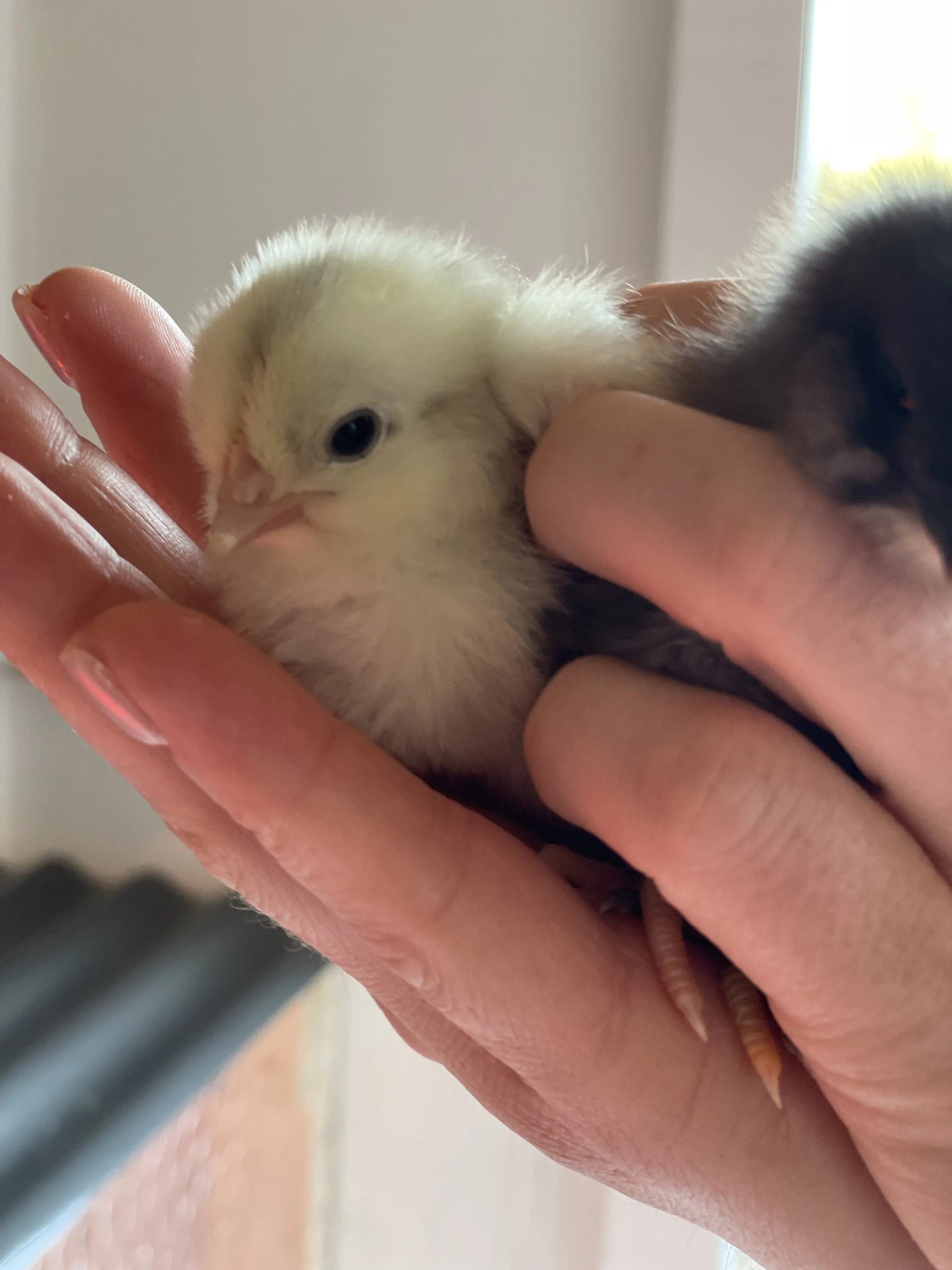 Chicks- Barnyard Classics - April 1st Hatching Date