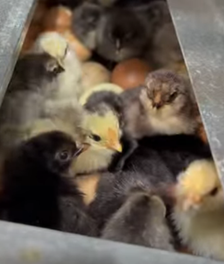 Screenshot 2026-04-04 143111.png