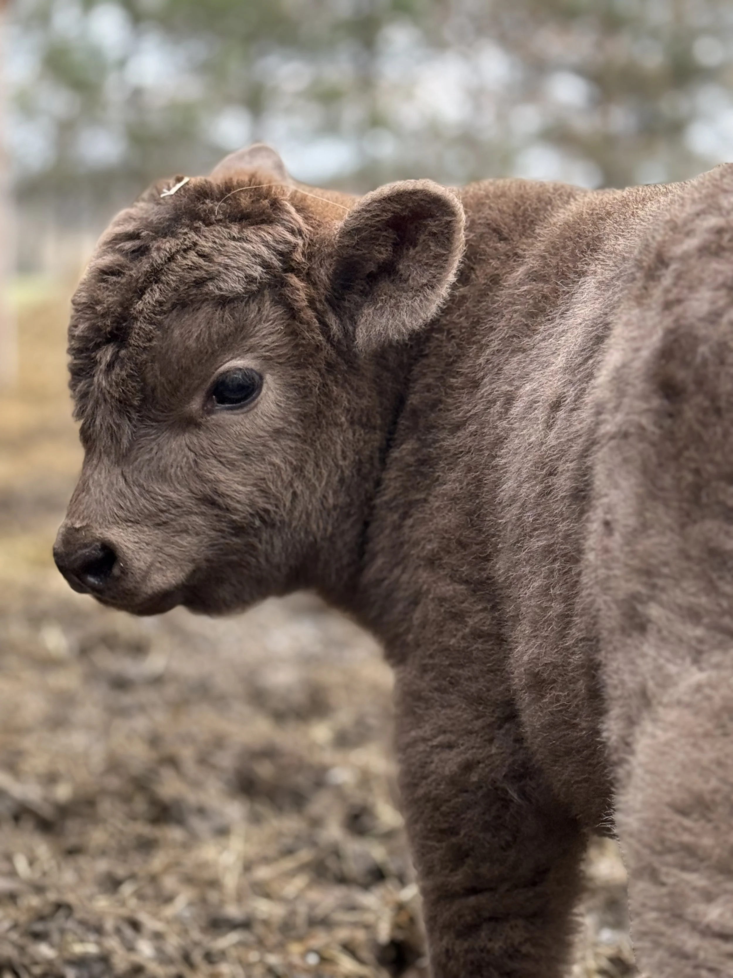 $4,500 - Chocolate Mini Highland Bull Calf (Newborn)