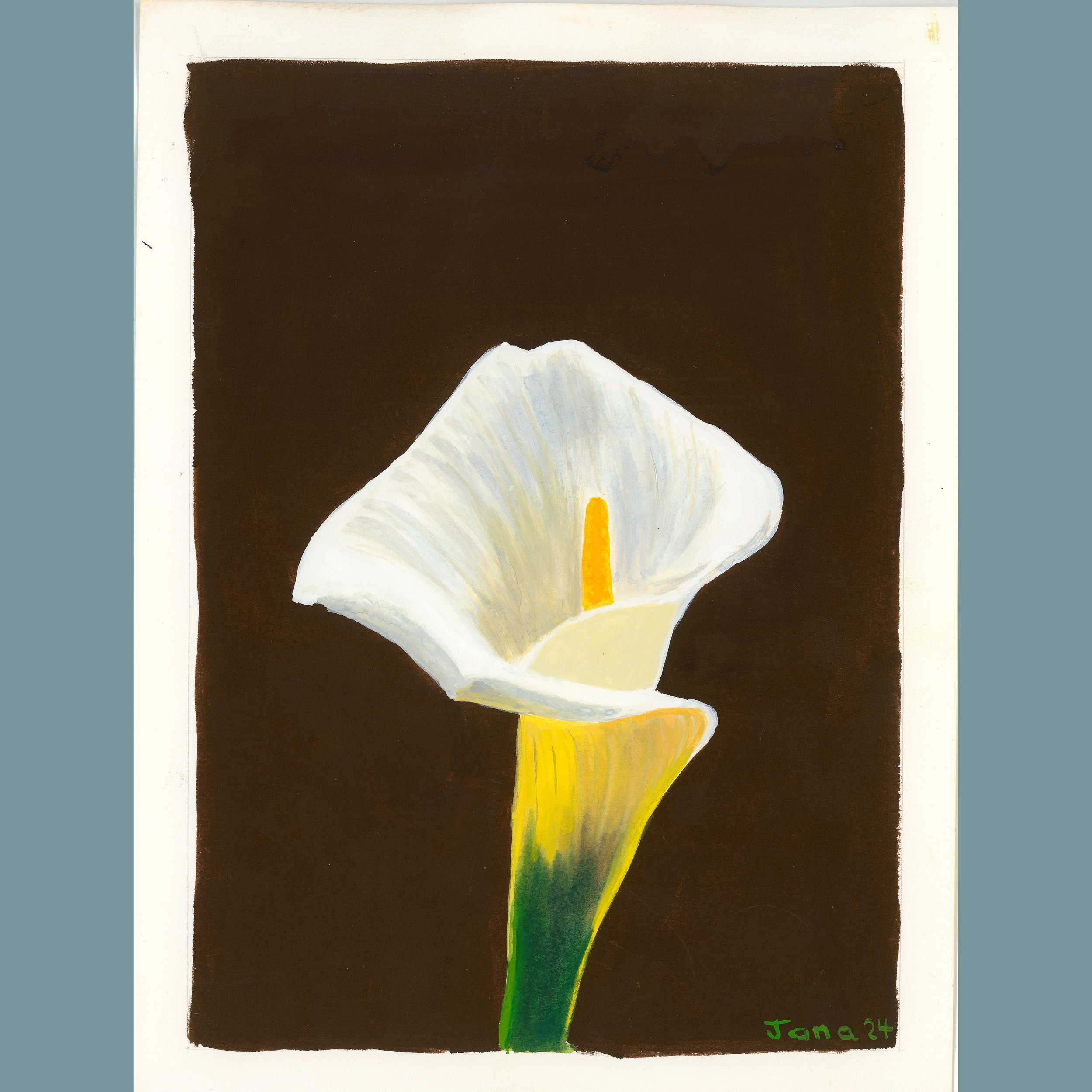 Calla Lily