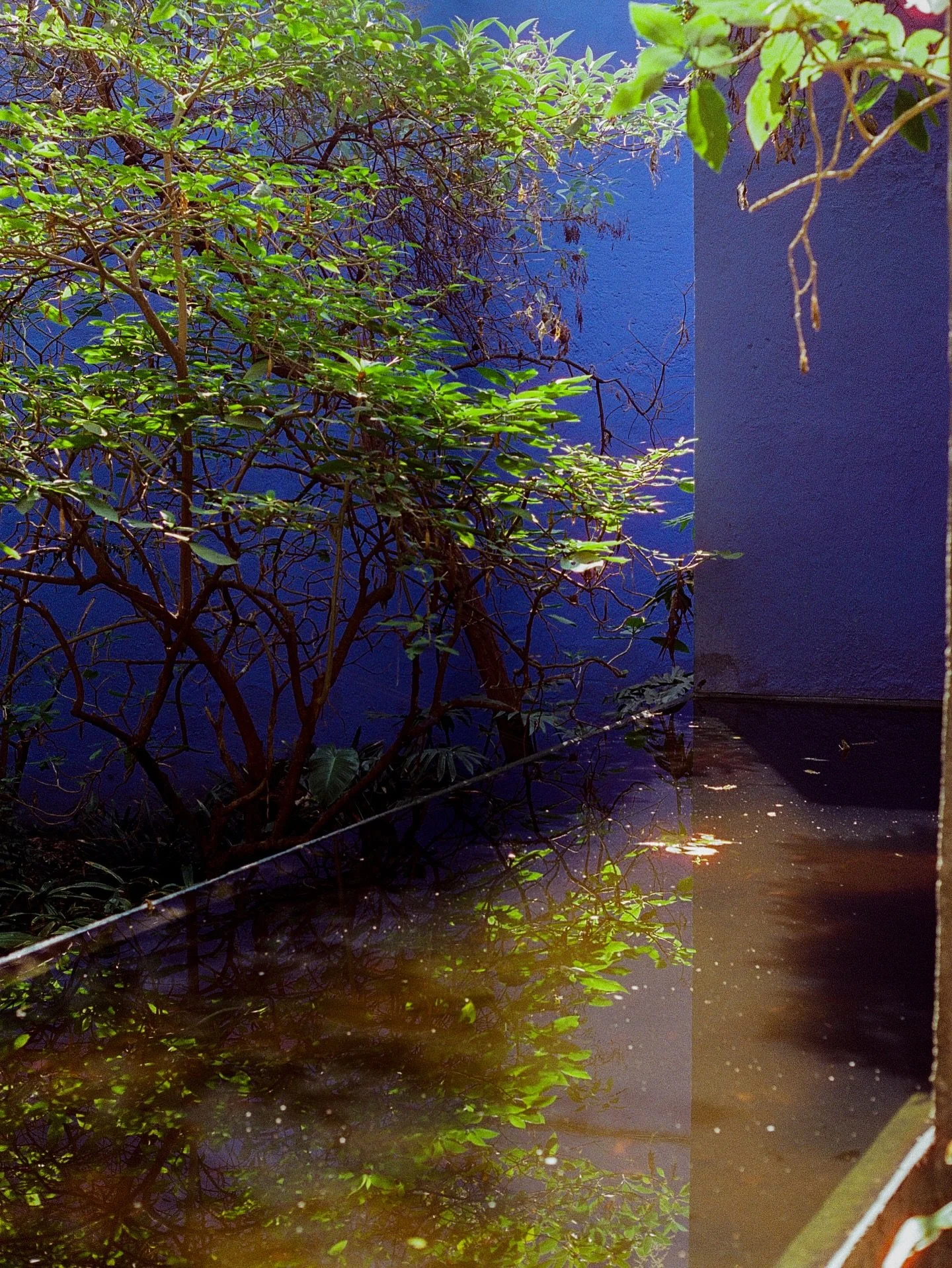 LA CASA AZUL &mdash; #archives