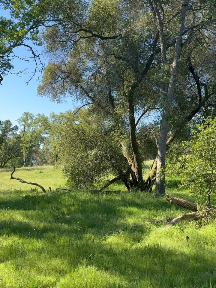At the preserve today for the Sierra foothill Conservancy field trip program and I&rsquo;ll be out here tomorrow for my discovery trail hike and yoga. 

The discovery Trail is about 3 miles long and our yoga will be under a beautiful canopy of oak tr