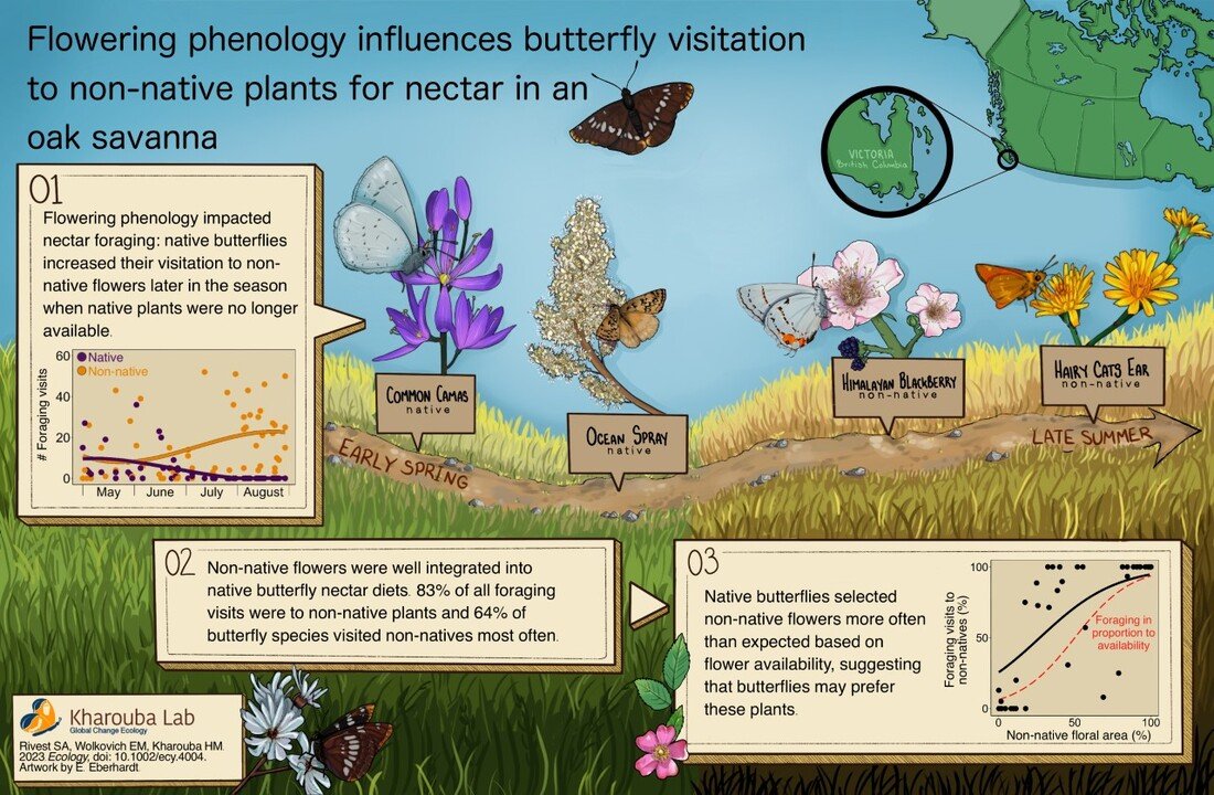 A graphic with various species of butterflies and flowers demonstrating that flowering phenology influences butterfly visitation to non-native plants for nectar in an oak savanna.