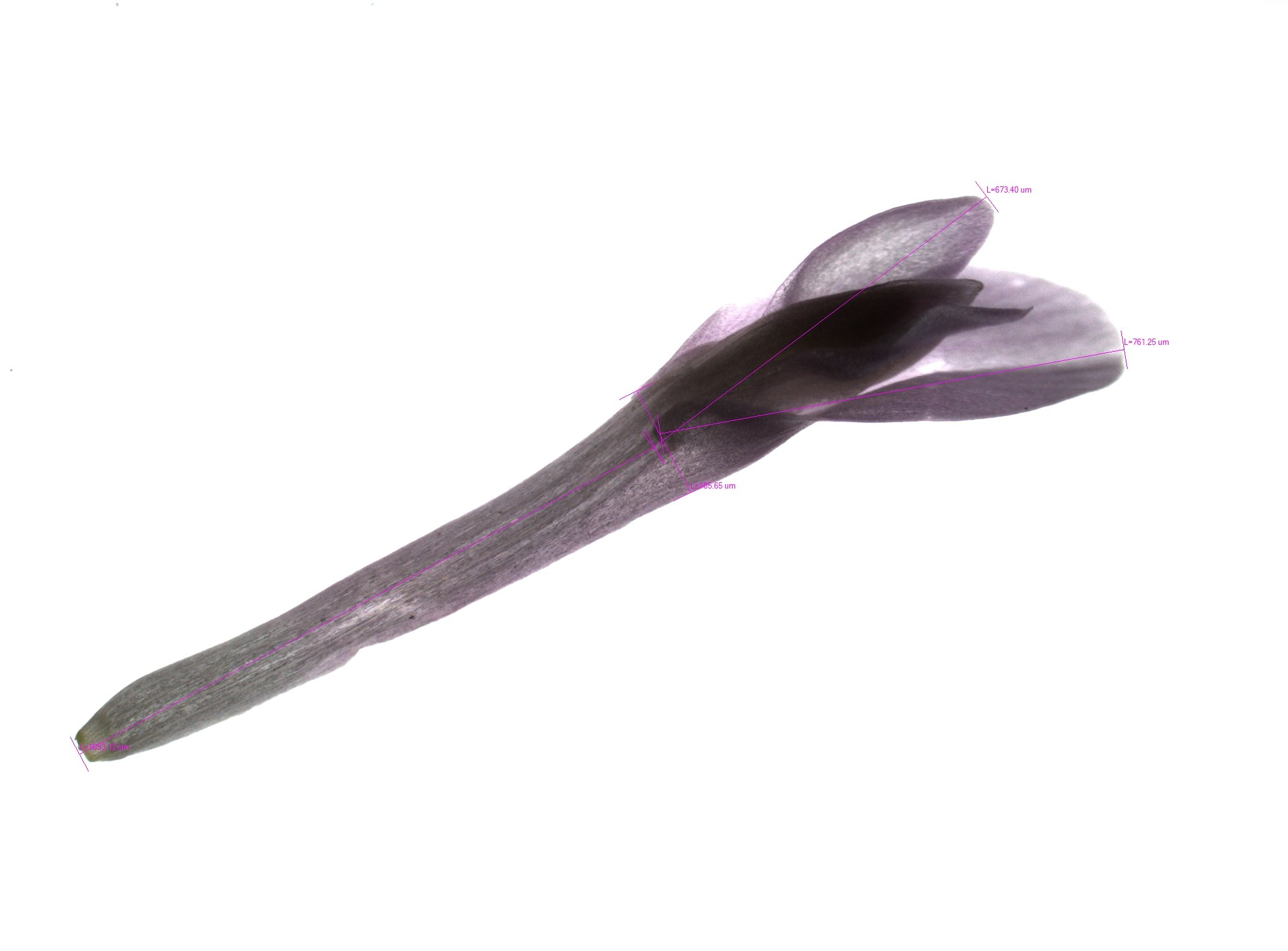 Close-up of a flower bud with measurements overlayed in purple