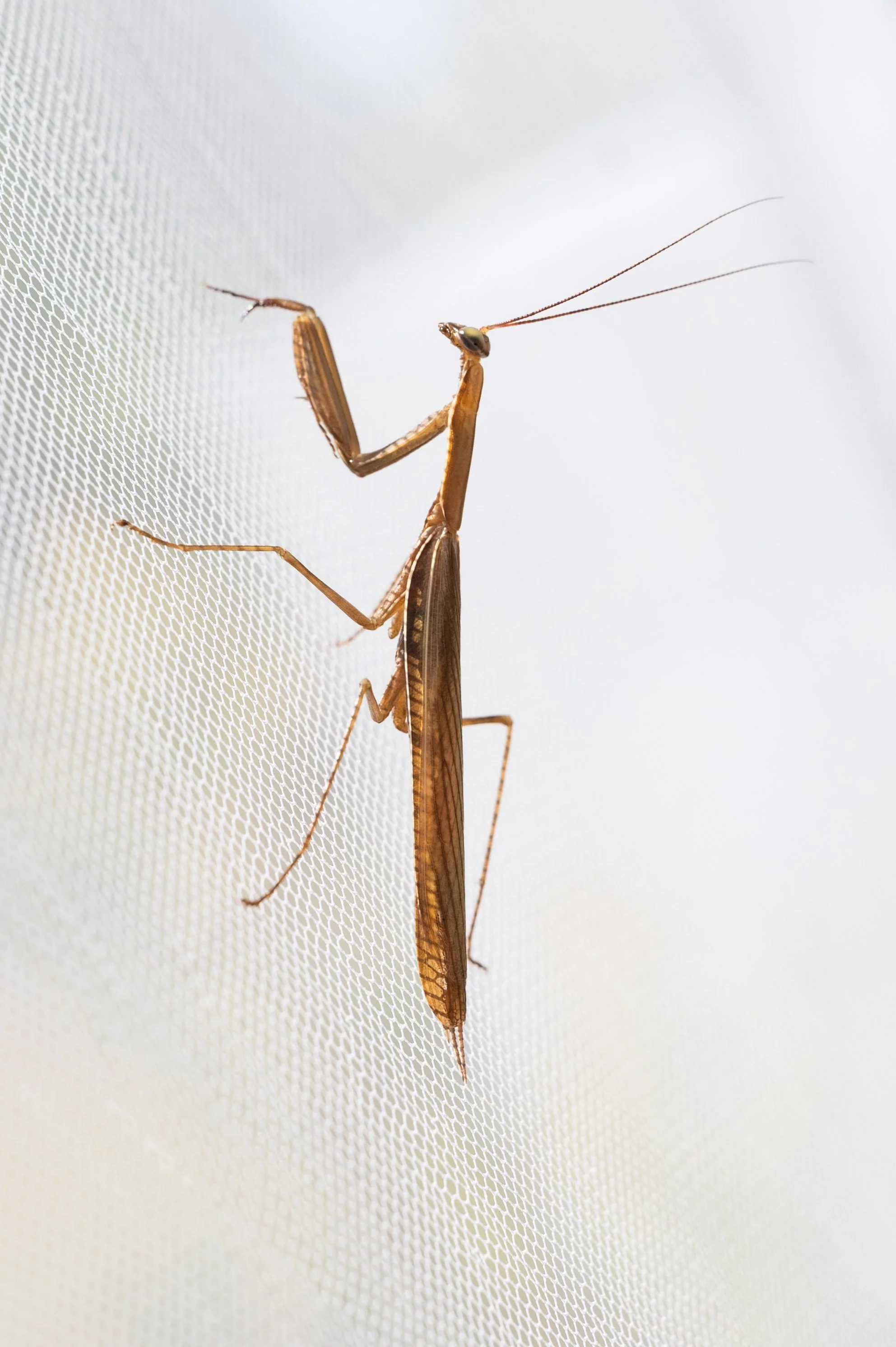 A close-up photograph of a crane fly perched on a white mesh surface.