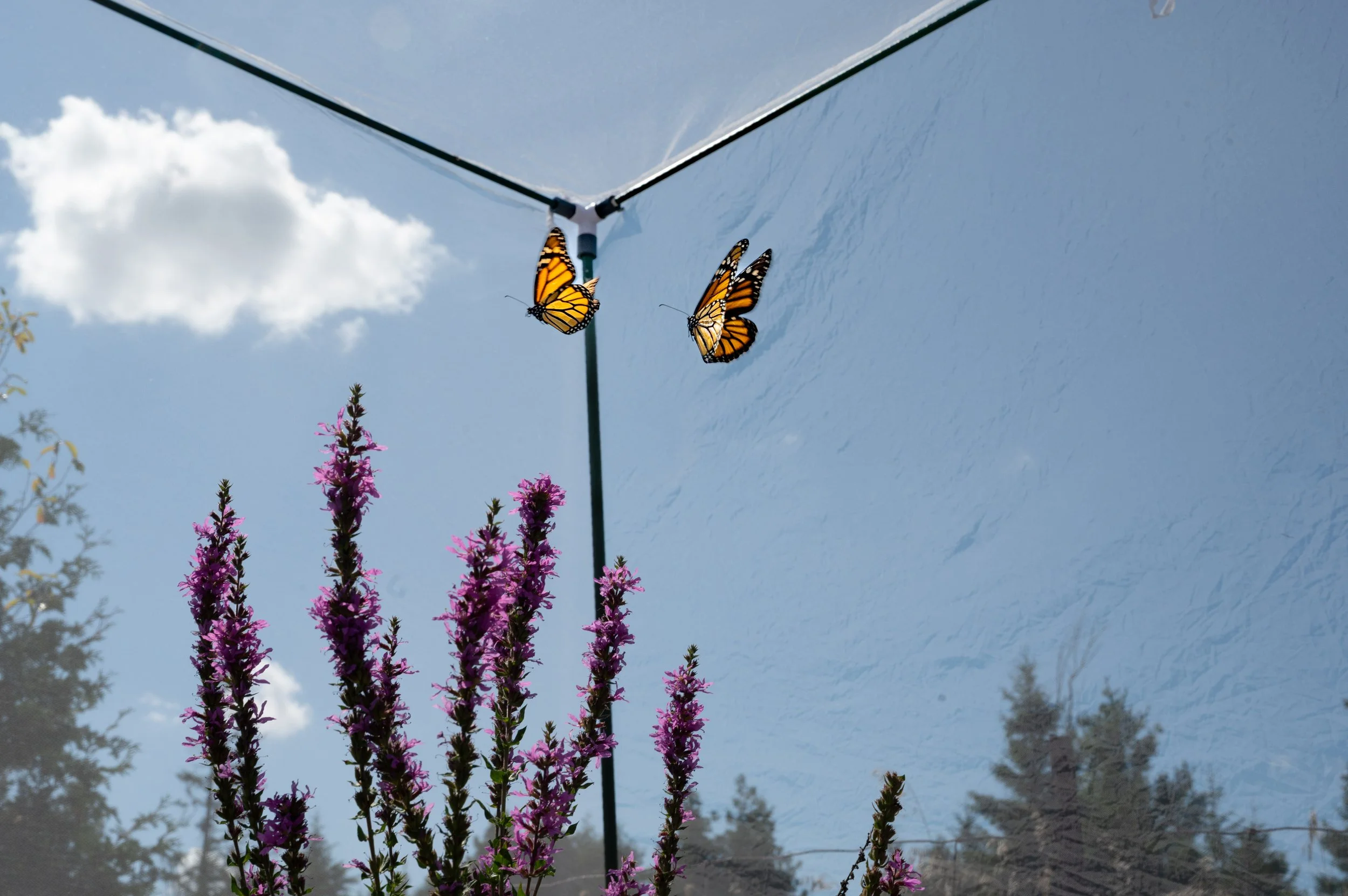 Two monarch butterflies fluttering near purple flowering plants against a blue sky with clouds.