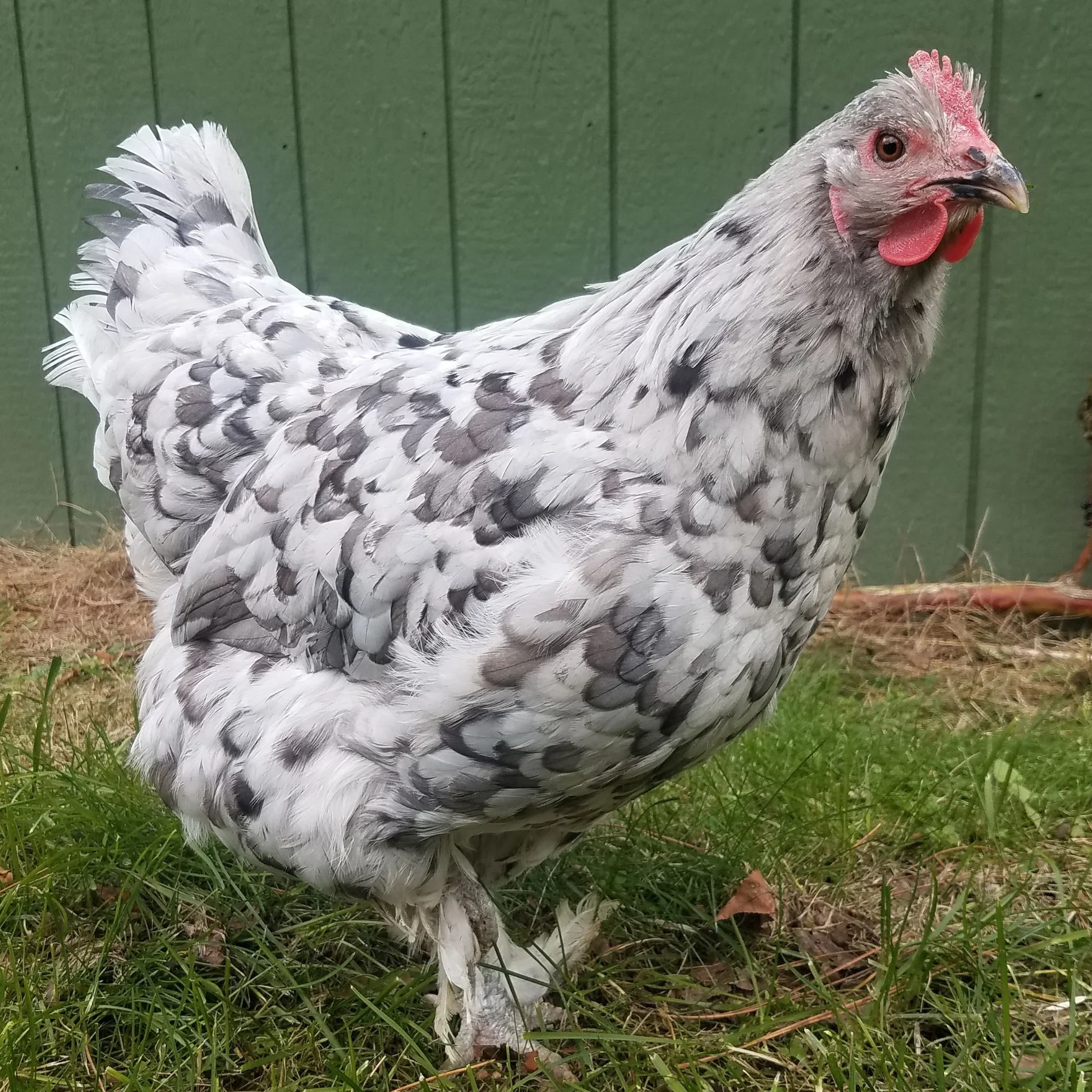 June 1st Hatch - Splash Marans Pullet (Day Old Hatchling)