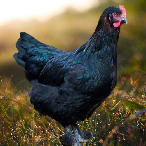 blackcoppermarans1.png