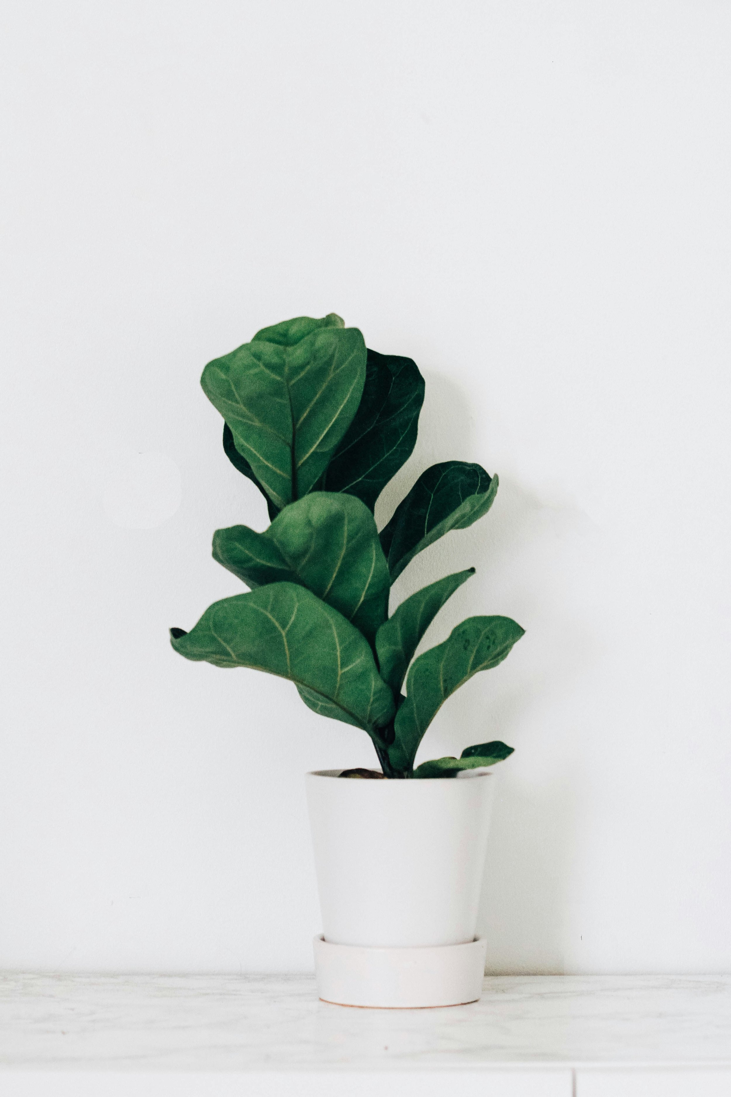 Fiddle Leaf Fig 1.jpg