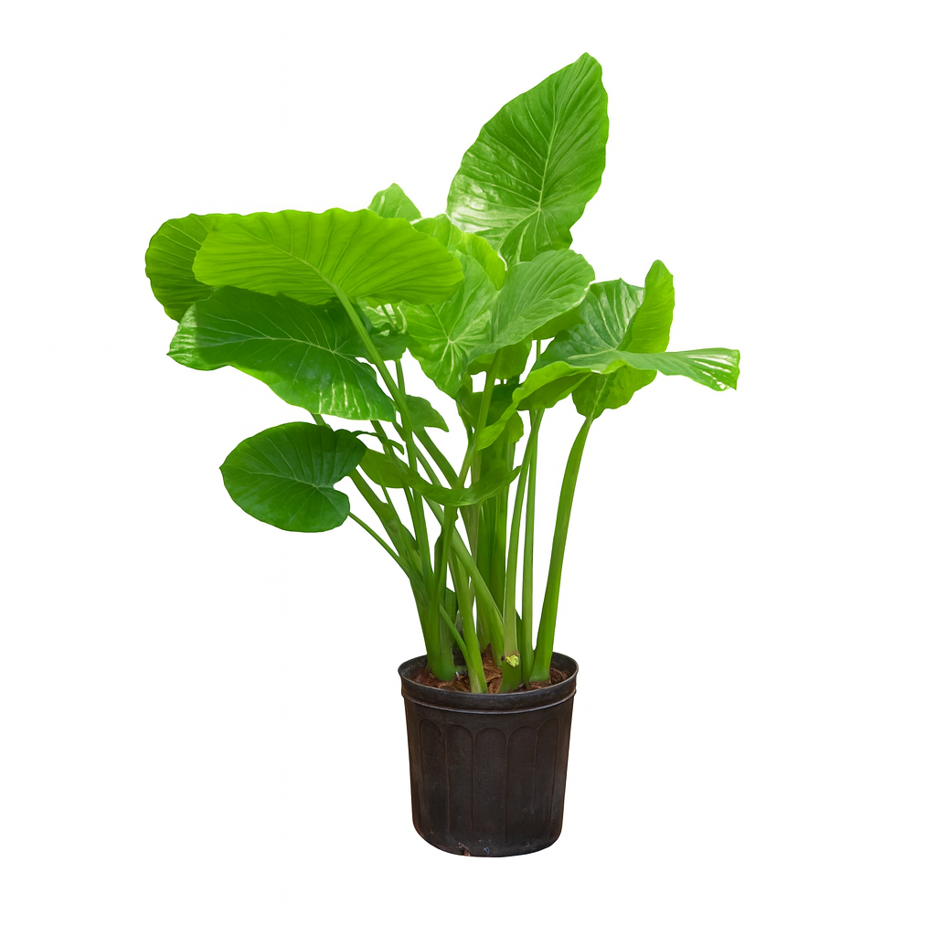 alocasia assorted.png