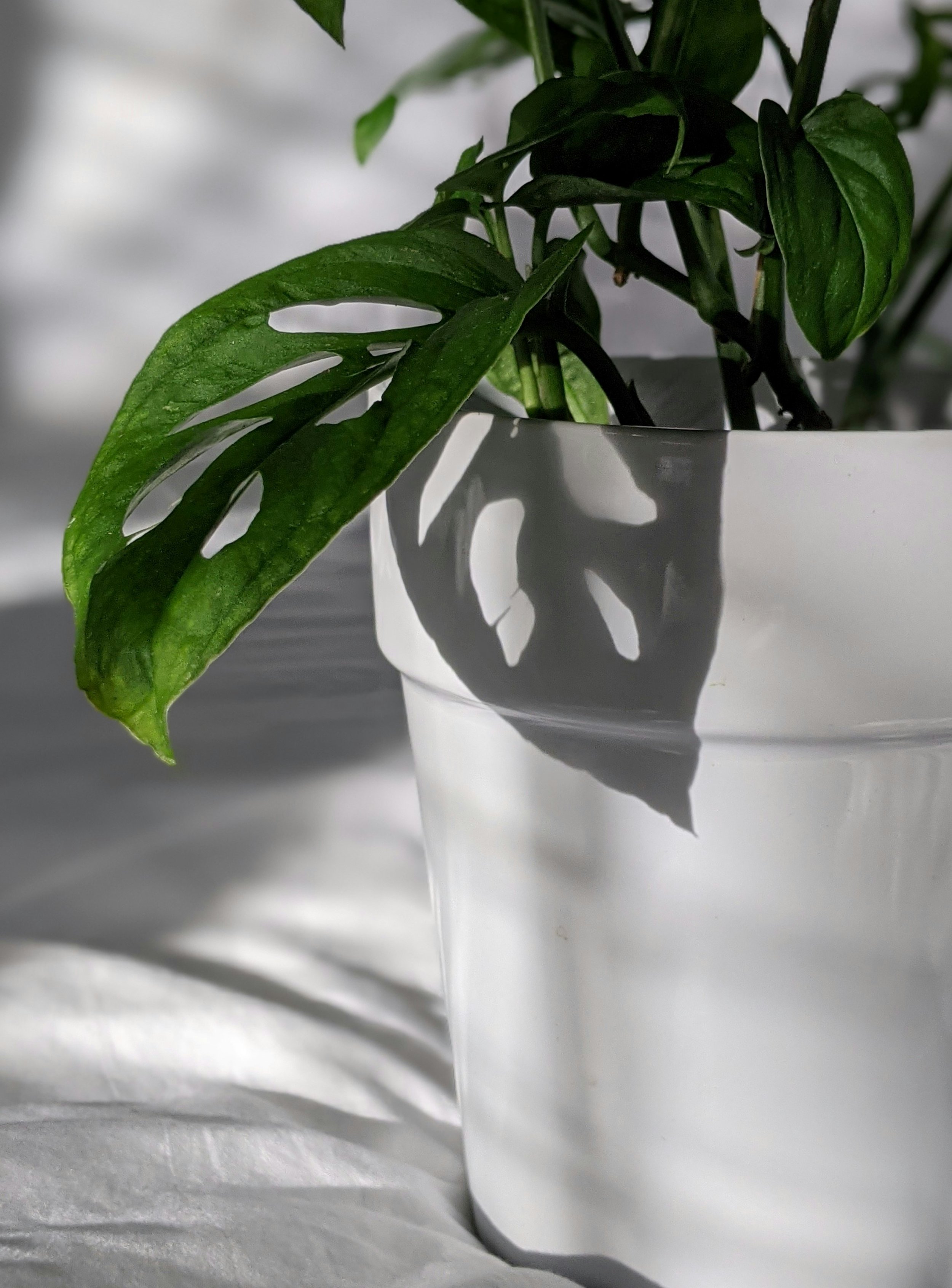 Swiss Cheese Plant.jpg