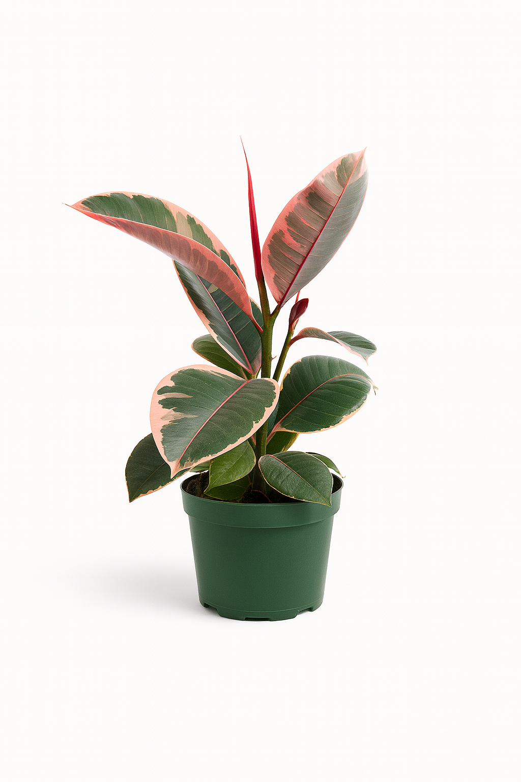ficus belize.png