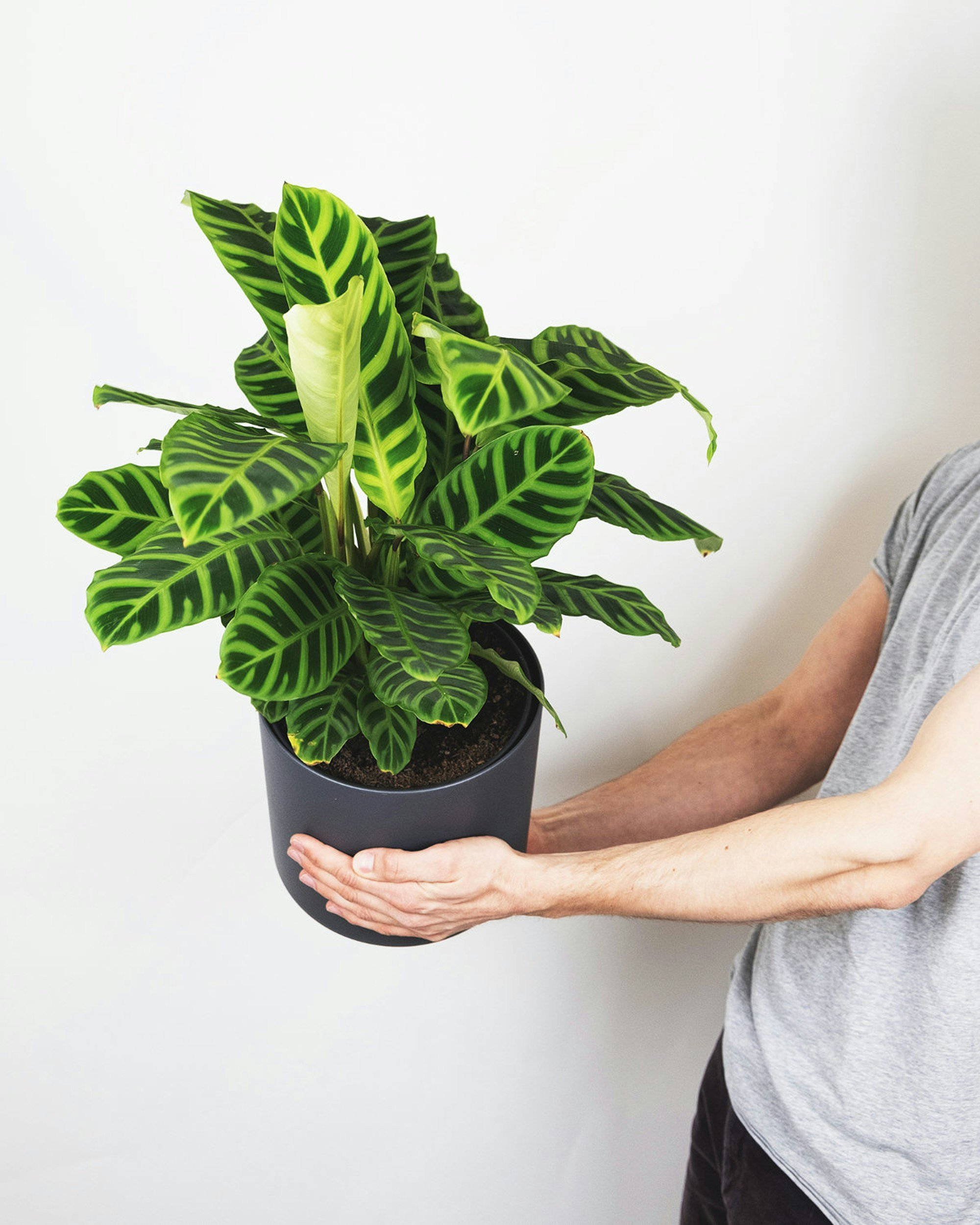 Calathea zebrina.jpg