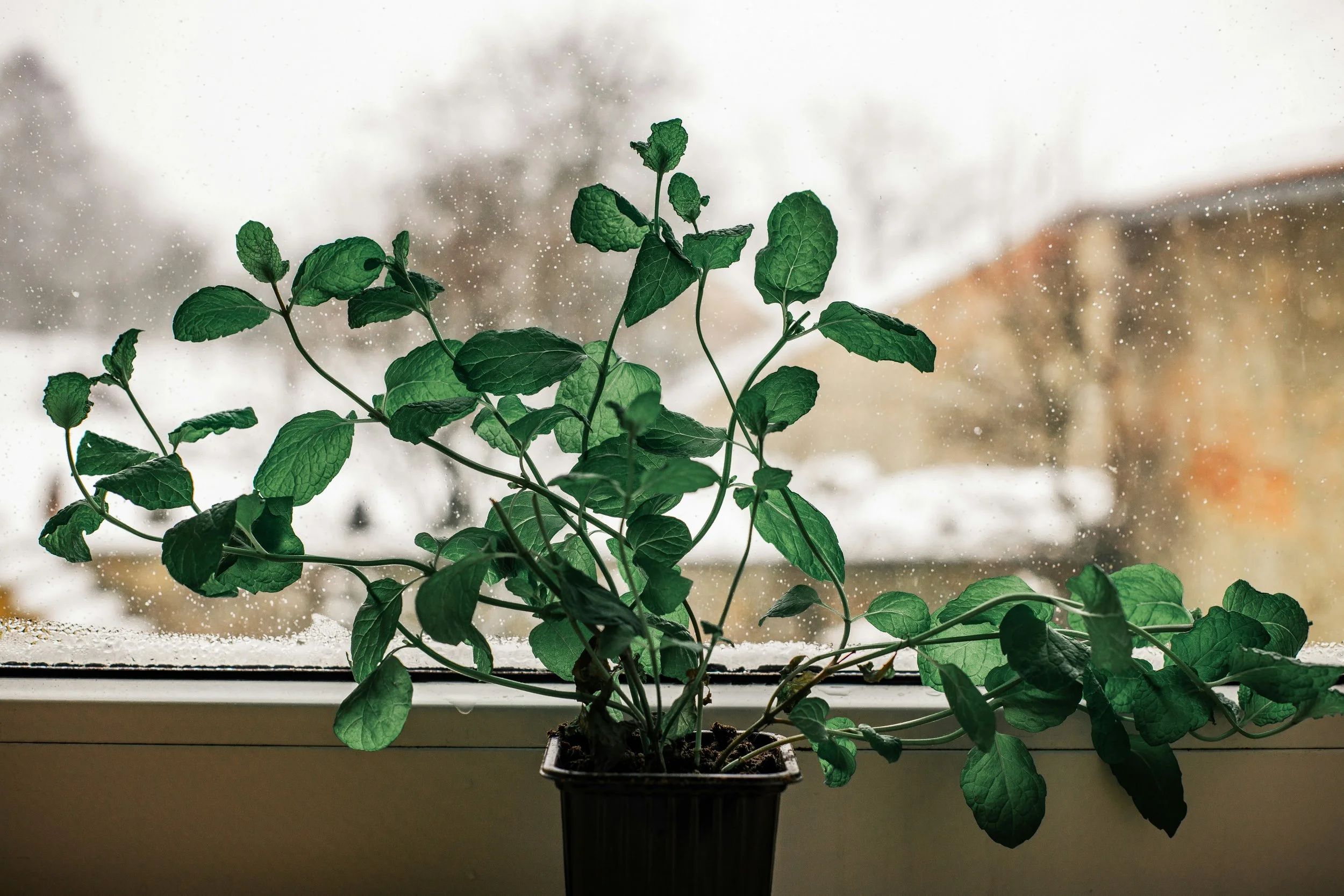 Winter Care Guide for Indoor Plants