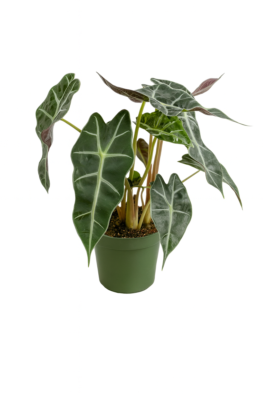 alocasia polly.png
