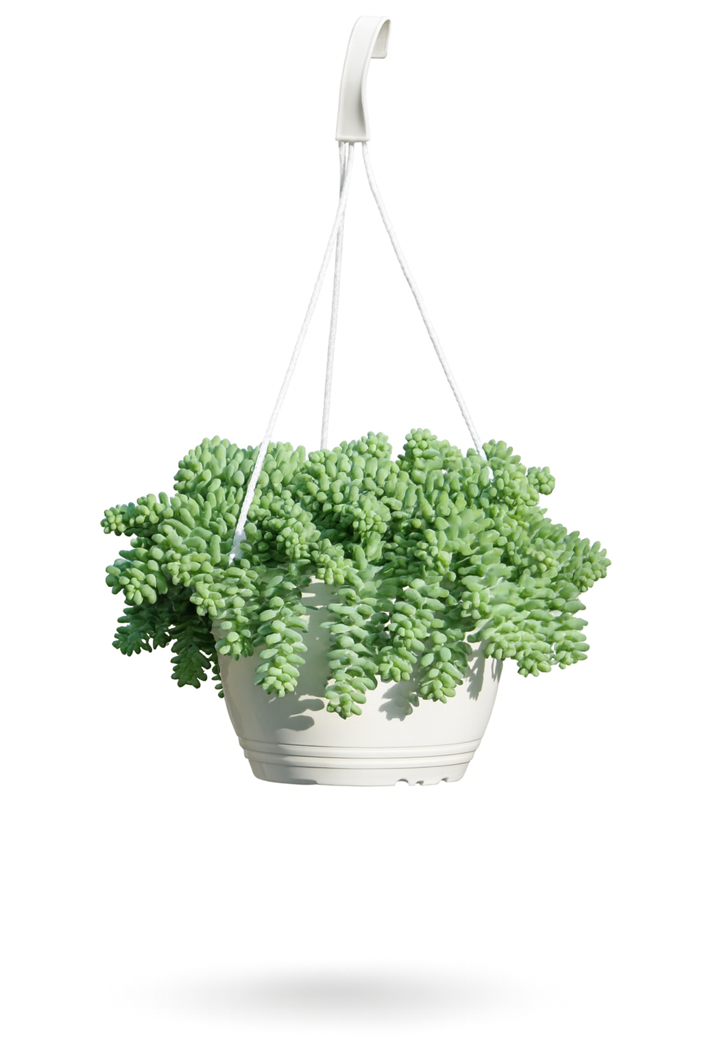 burros tail.png