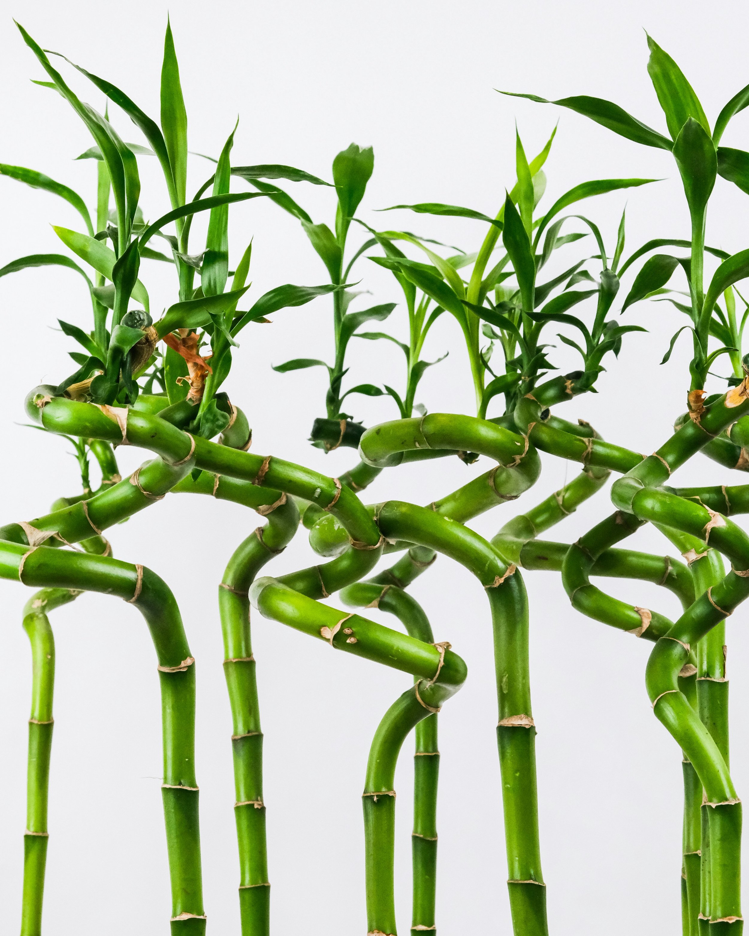 Lucky Bamboo.jpg