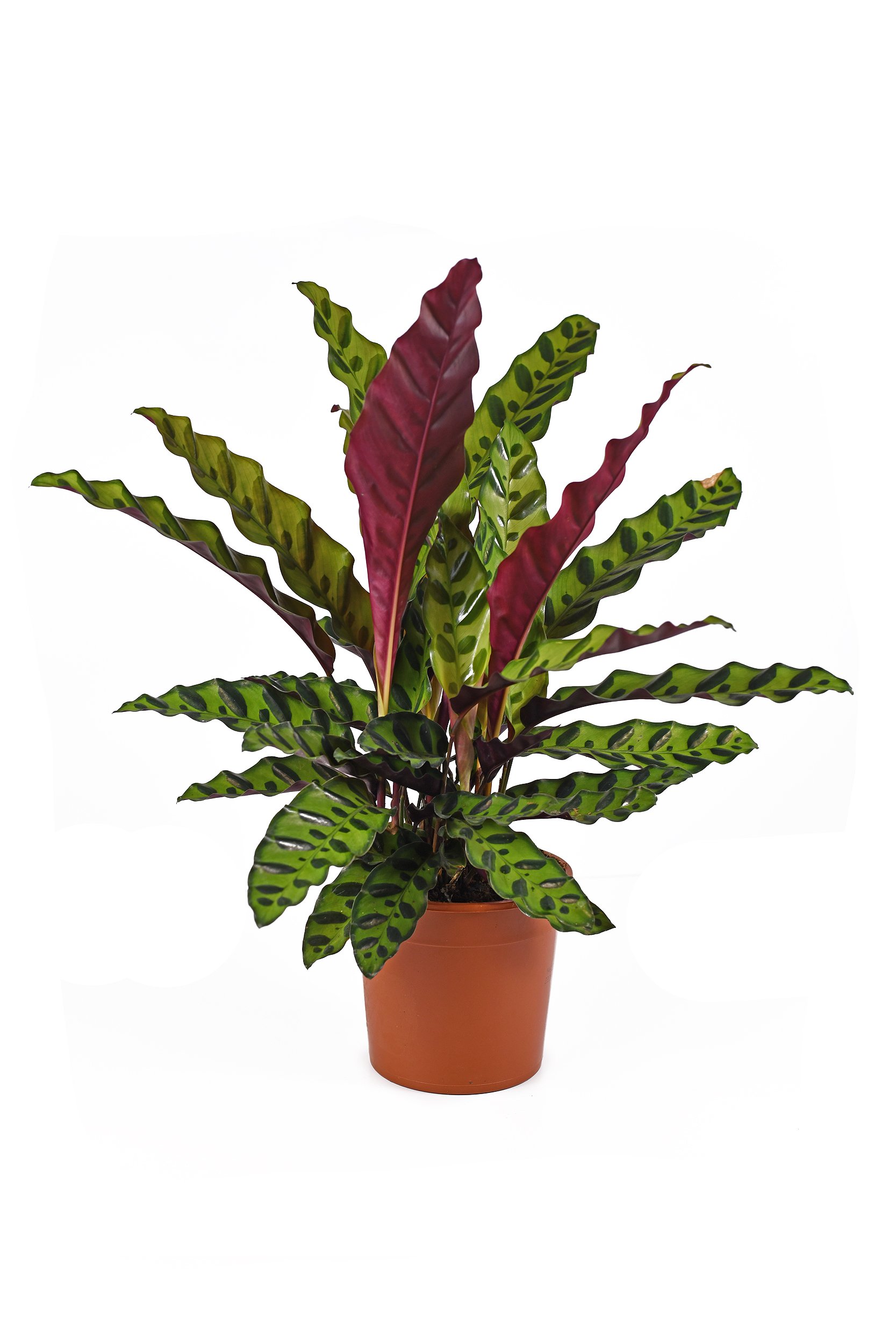 Rattlesnake Prayer Plant.jpg