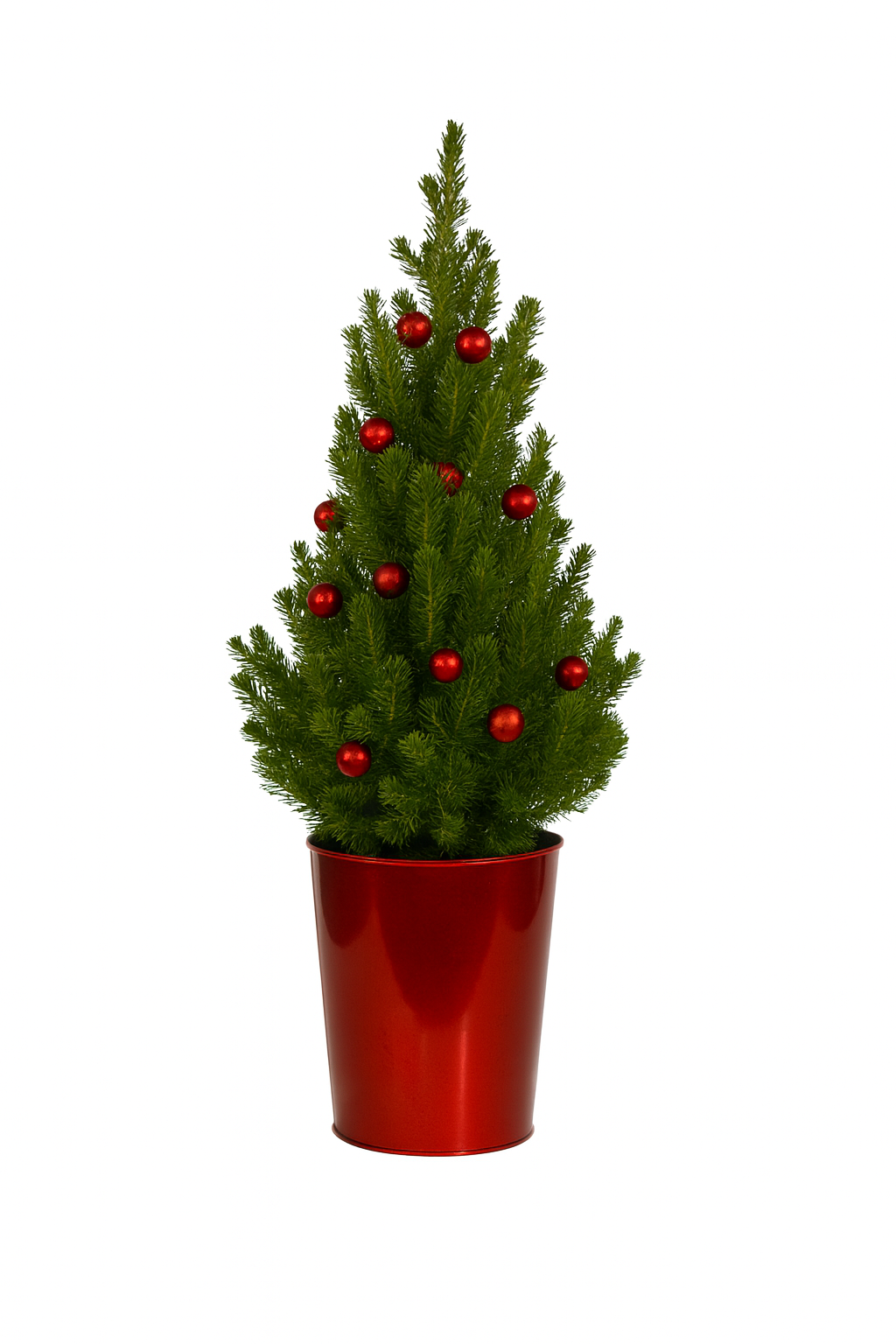 Dwarf albertta red balls.png
