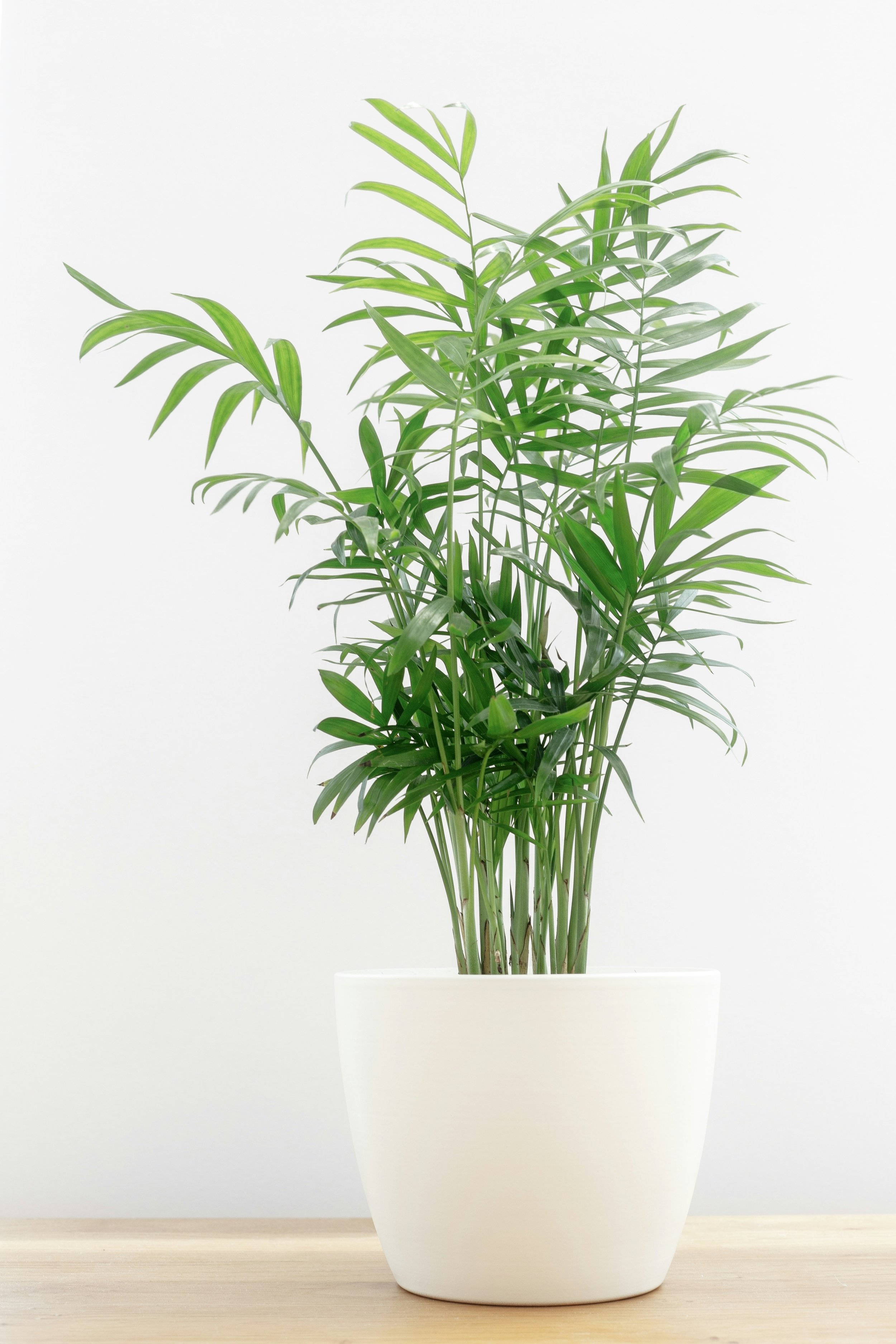 Chamaedorea elegans 'Bella'.jpg