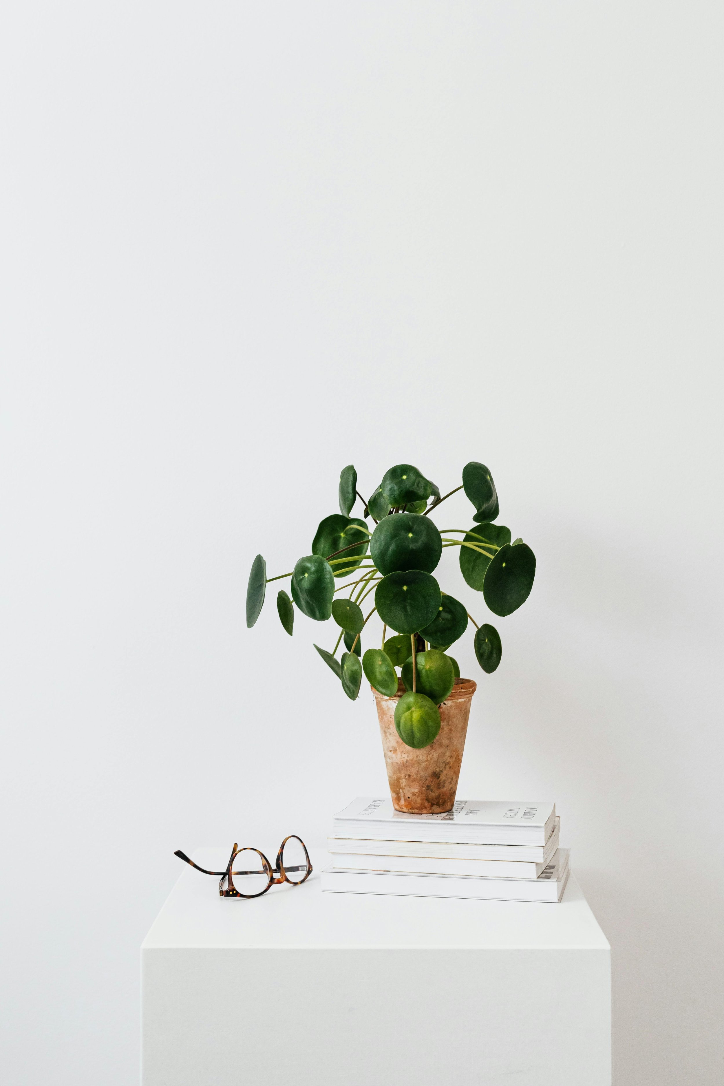 Pilea, Assorted 3.jpg