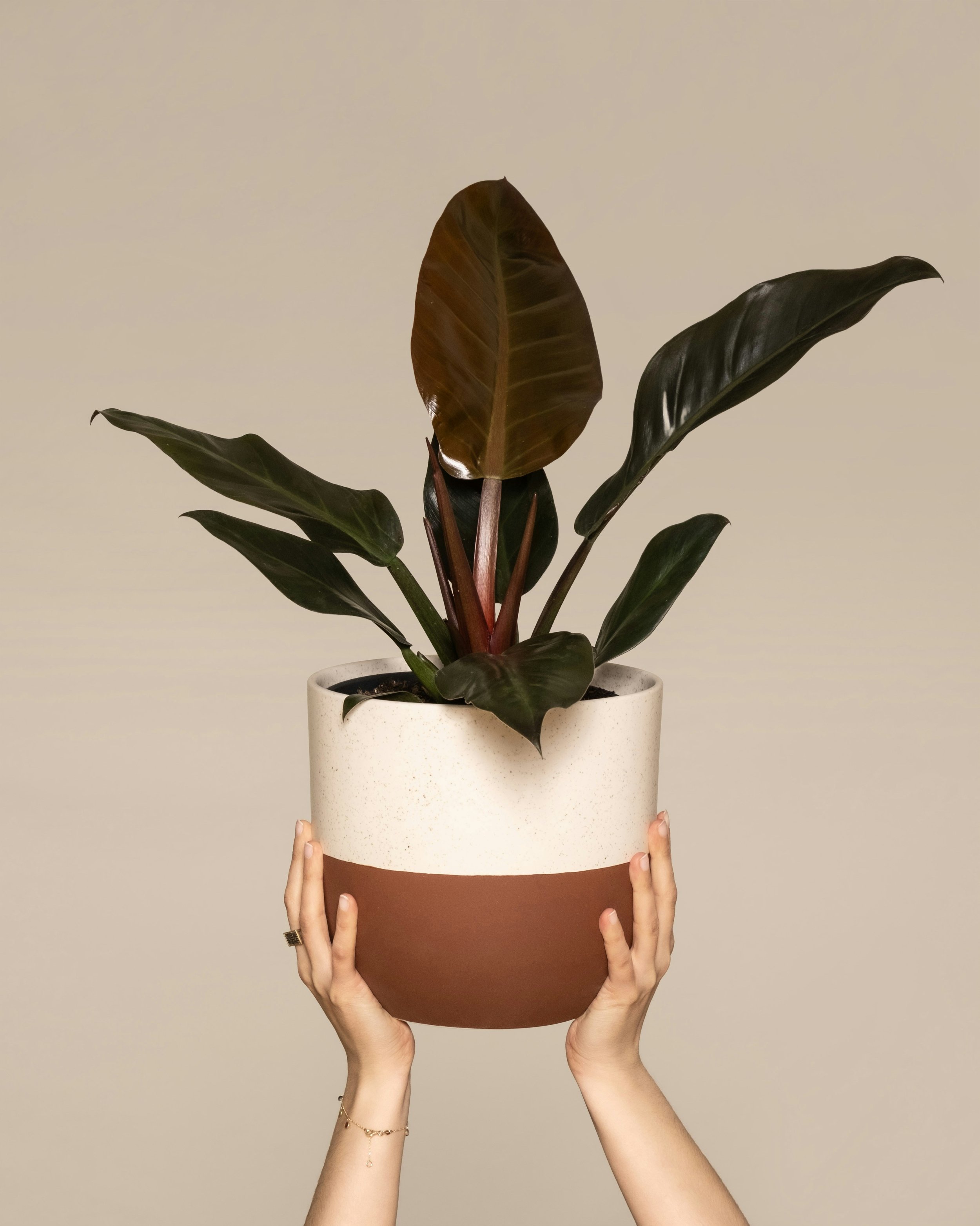Philodendron 'Imperial Red' 1.jpg