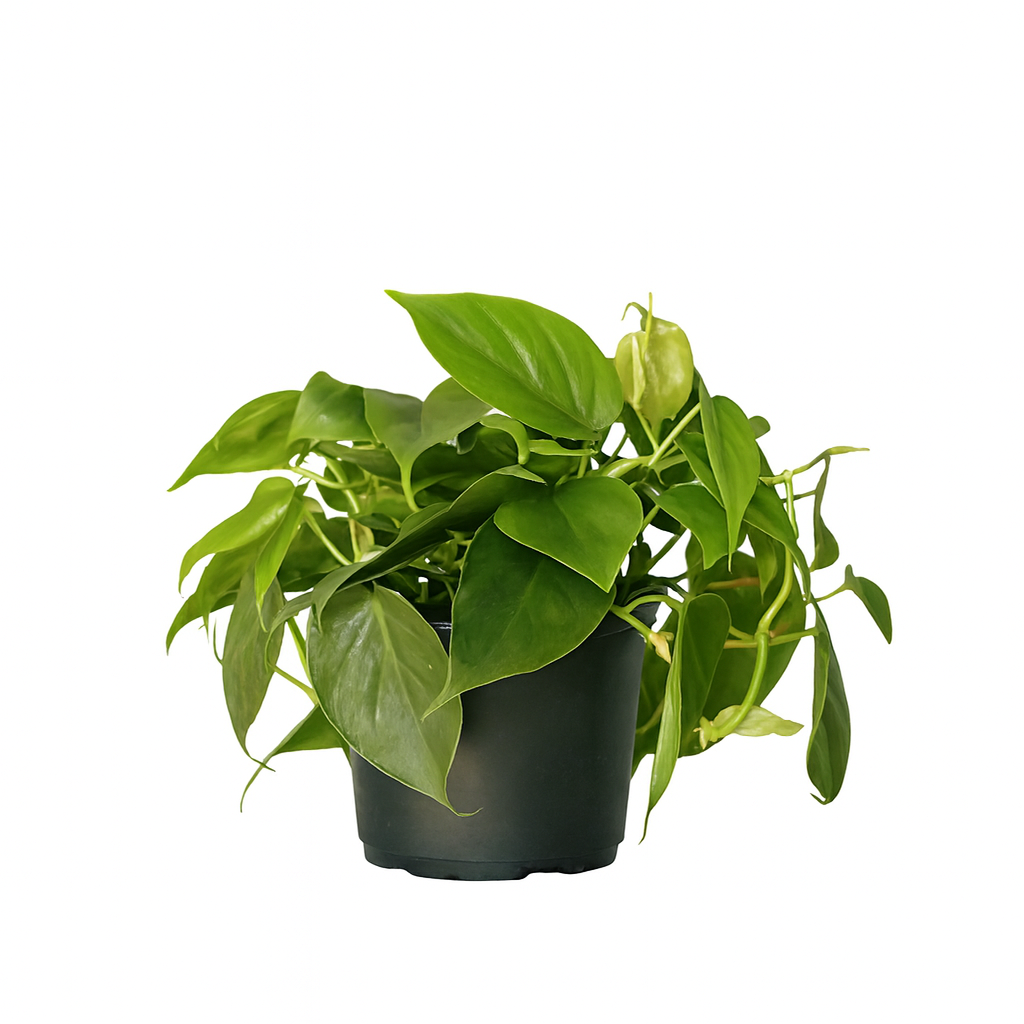 philodendron.png