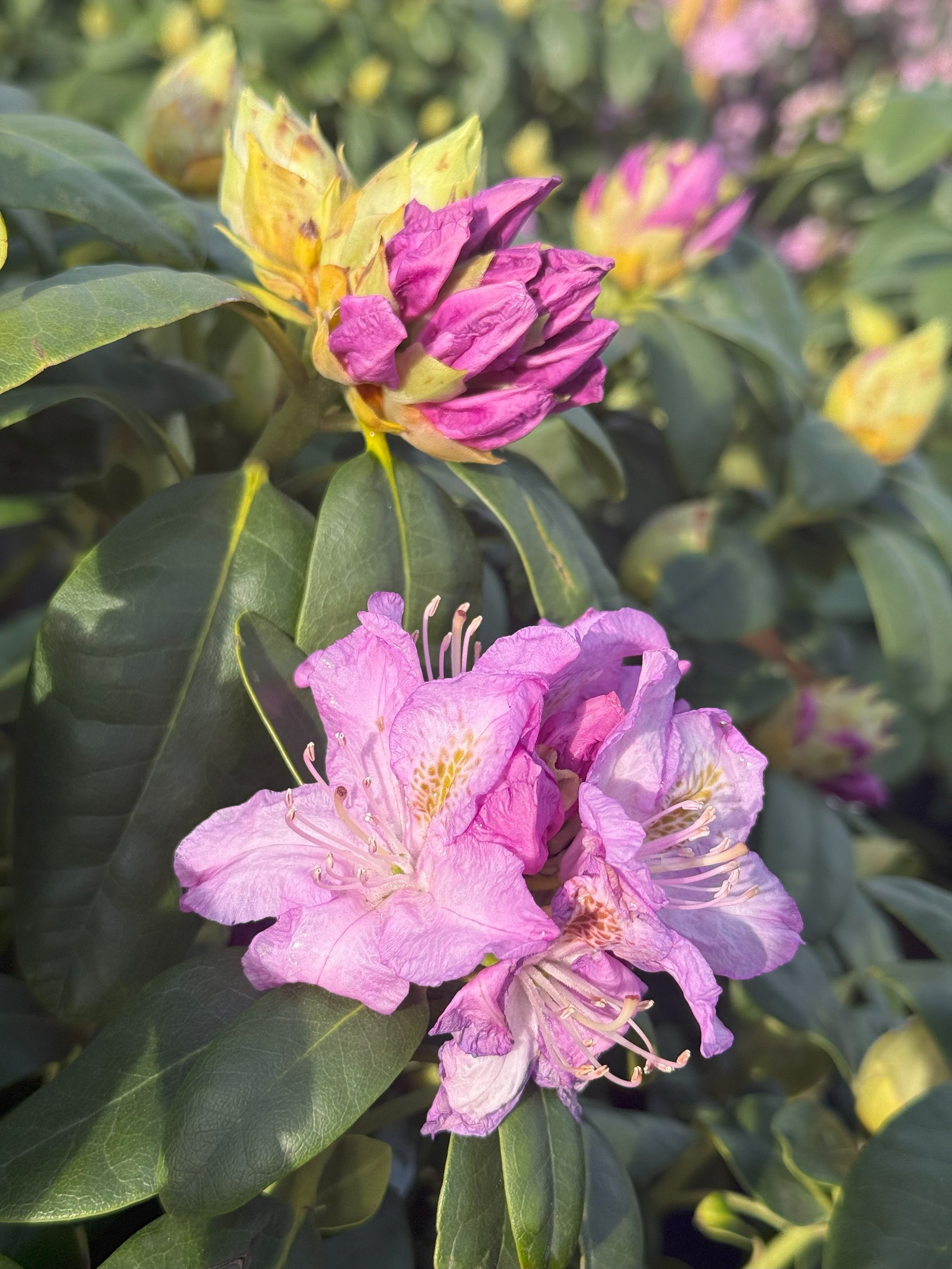 Rhodo. 'Minnetonka'