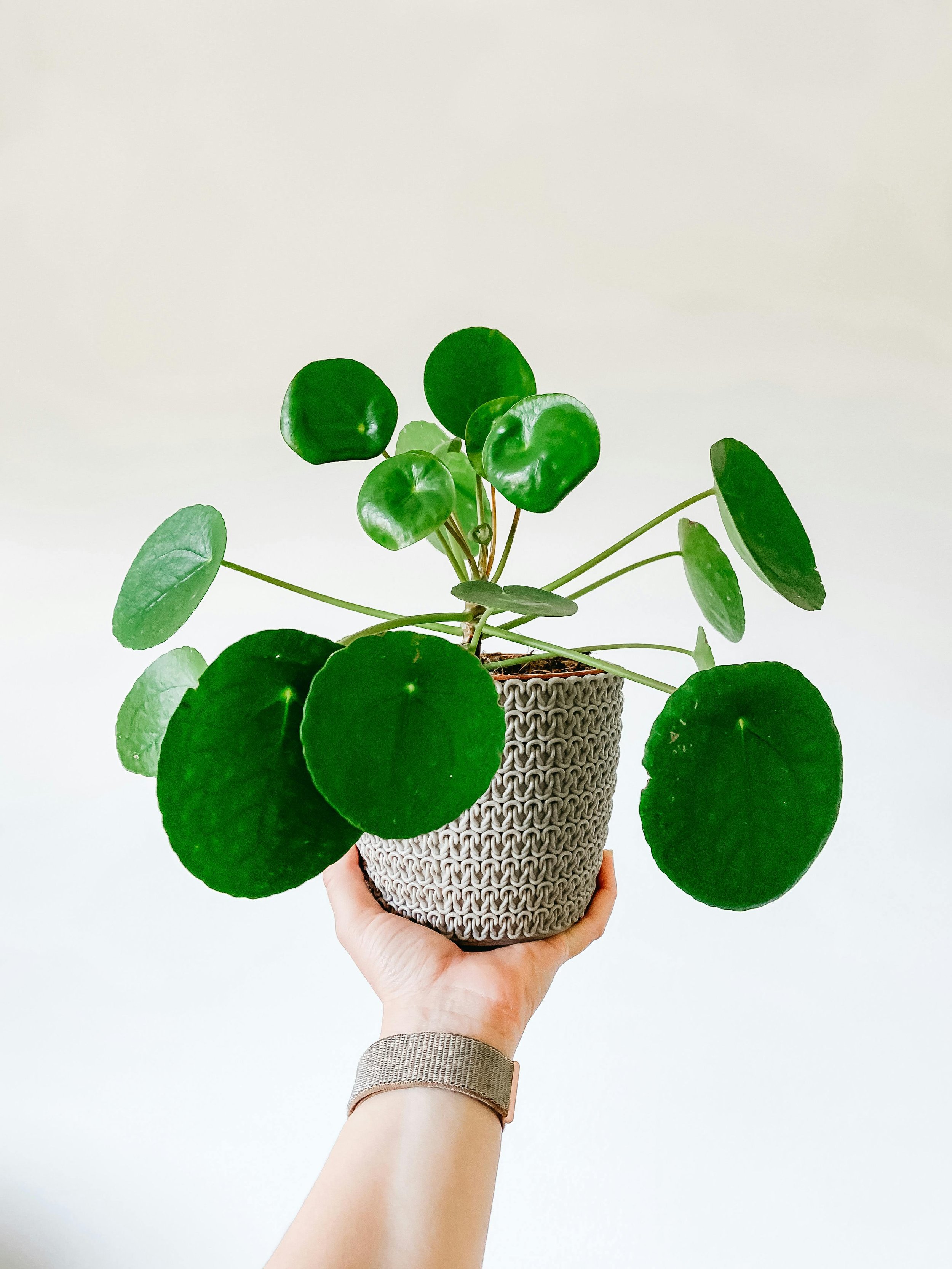 Pilea, Assorted 2.jpg