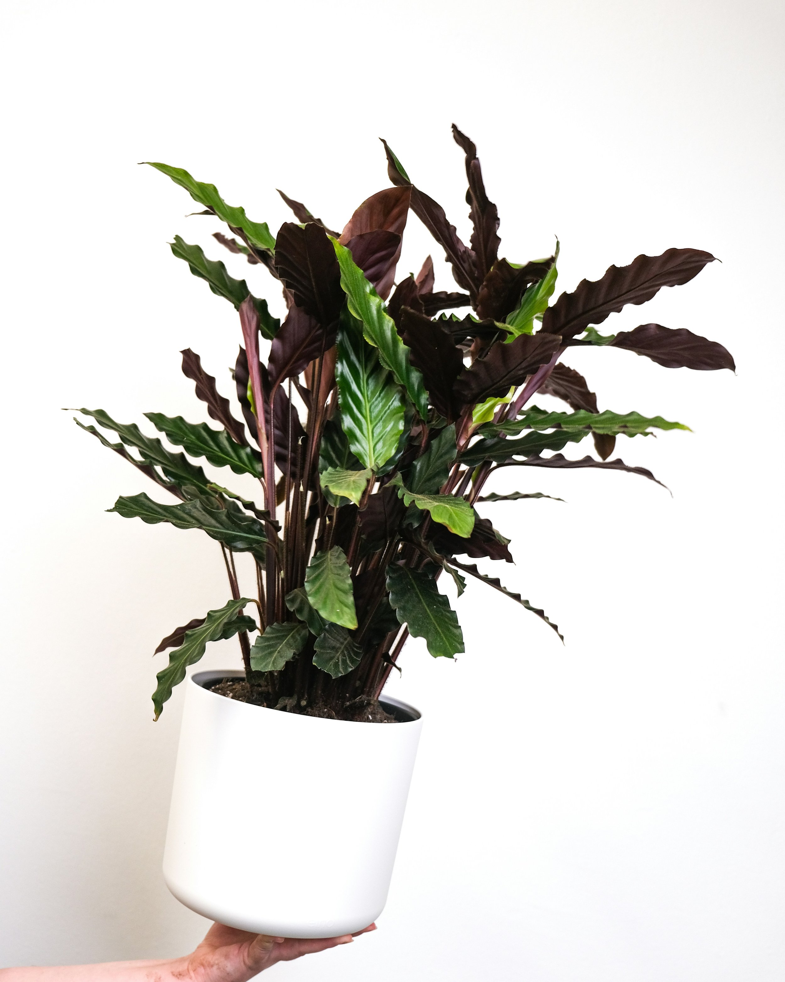 Calathea rufibarba.jpg