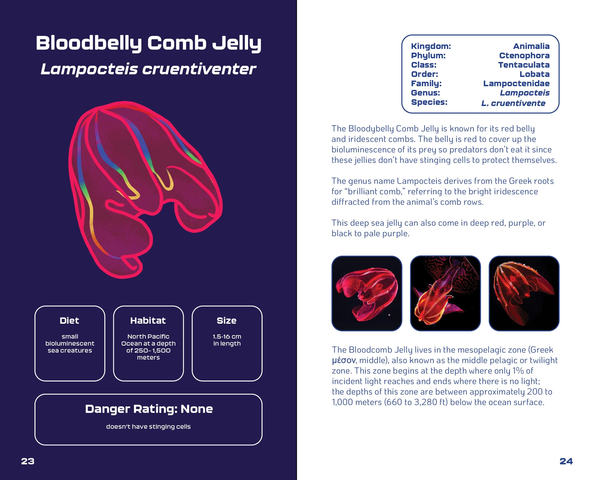 World of Jellyfish Slides13.jpg