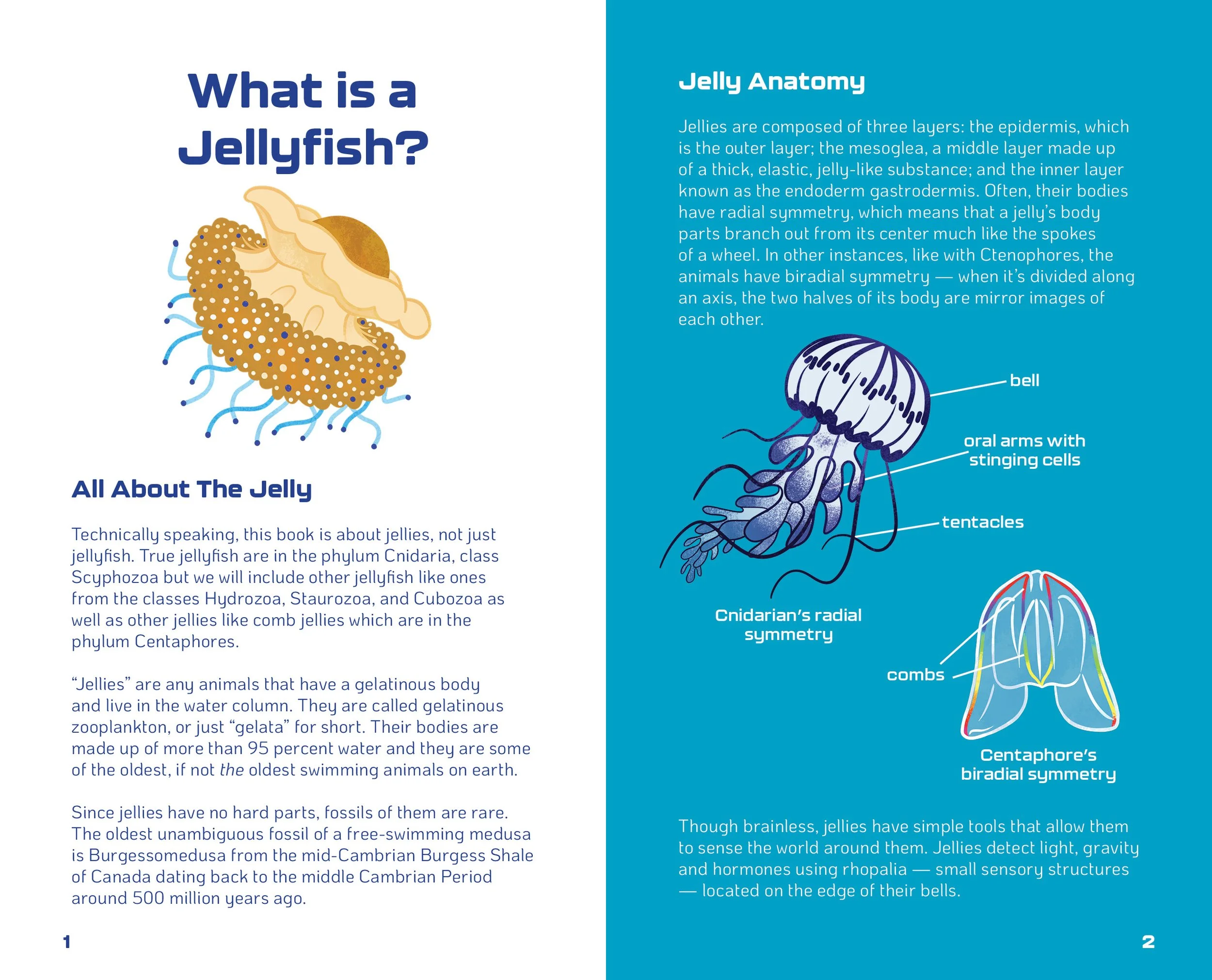 World of Jellyfish Slides2.jpg