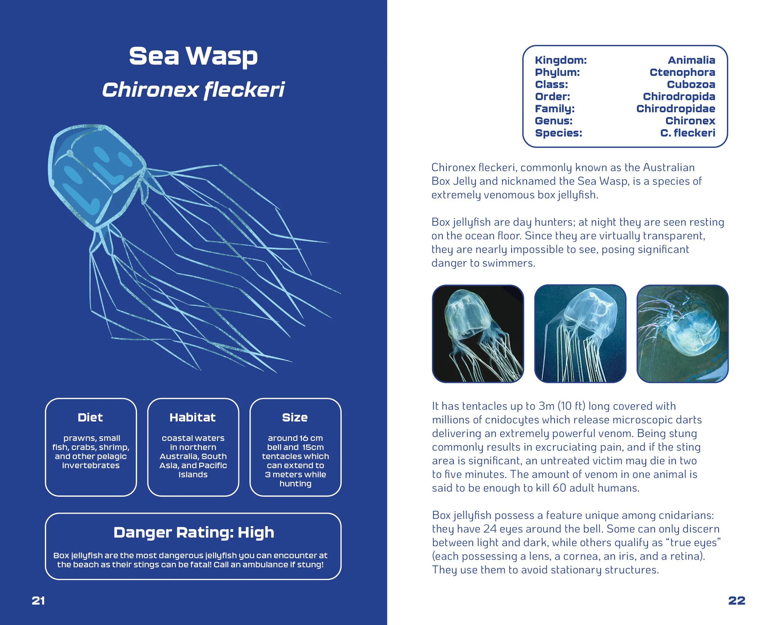 World of Jellyfish Slides12.jpg