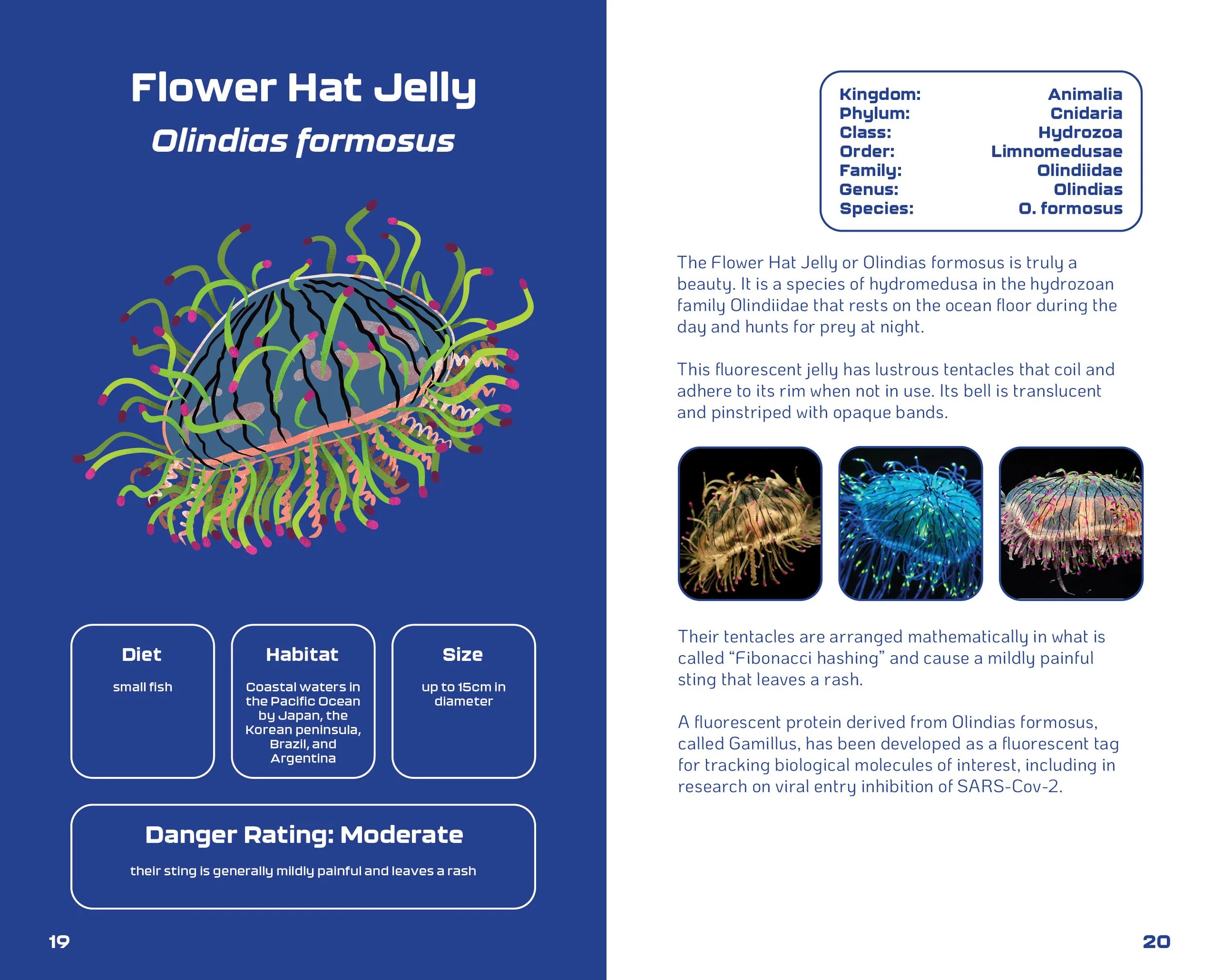 World of Jellyfish Slides11.jpg