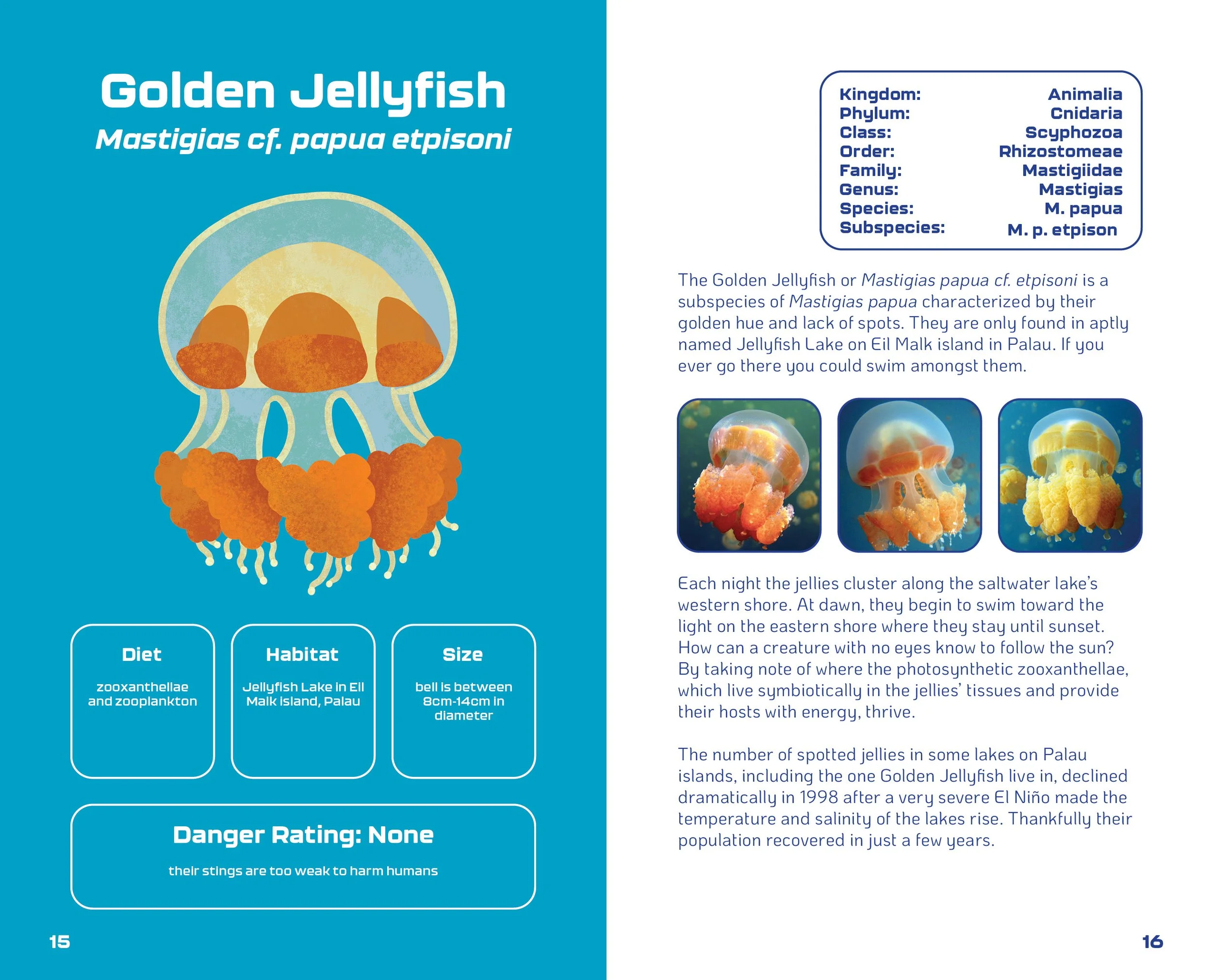 World of Jellyfish Slides9.jpg