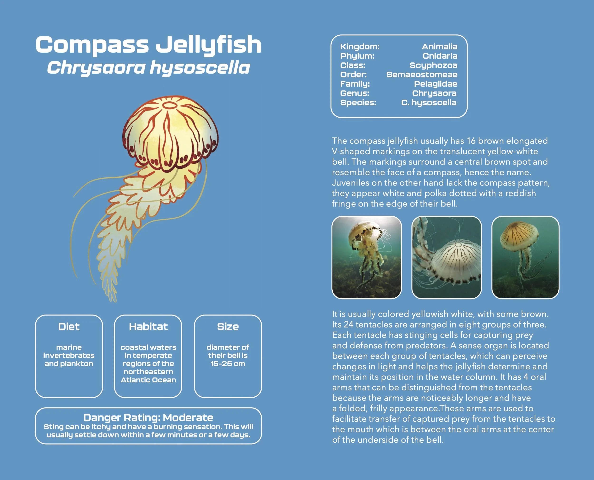 Jellyfish_Pocketbook6.jpg