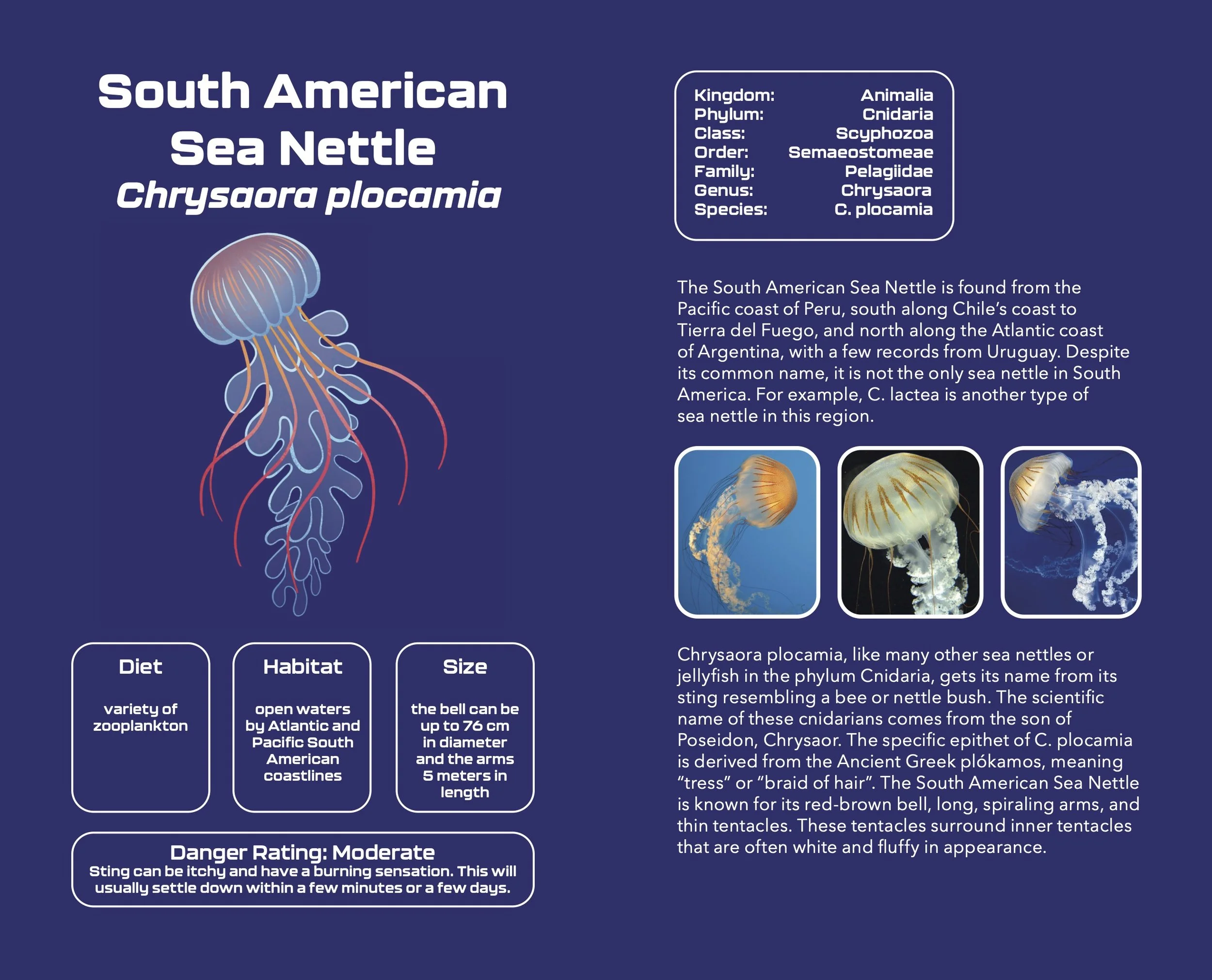 Jellyfish_Pocketbook8.jpg