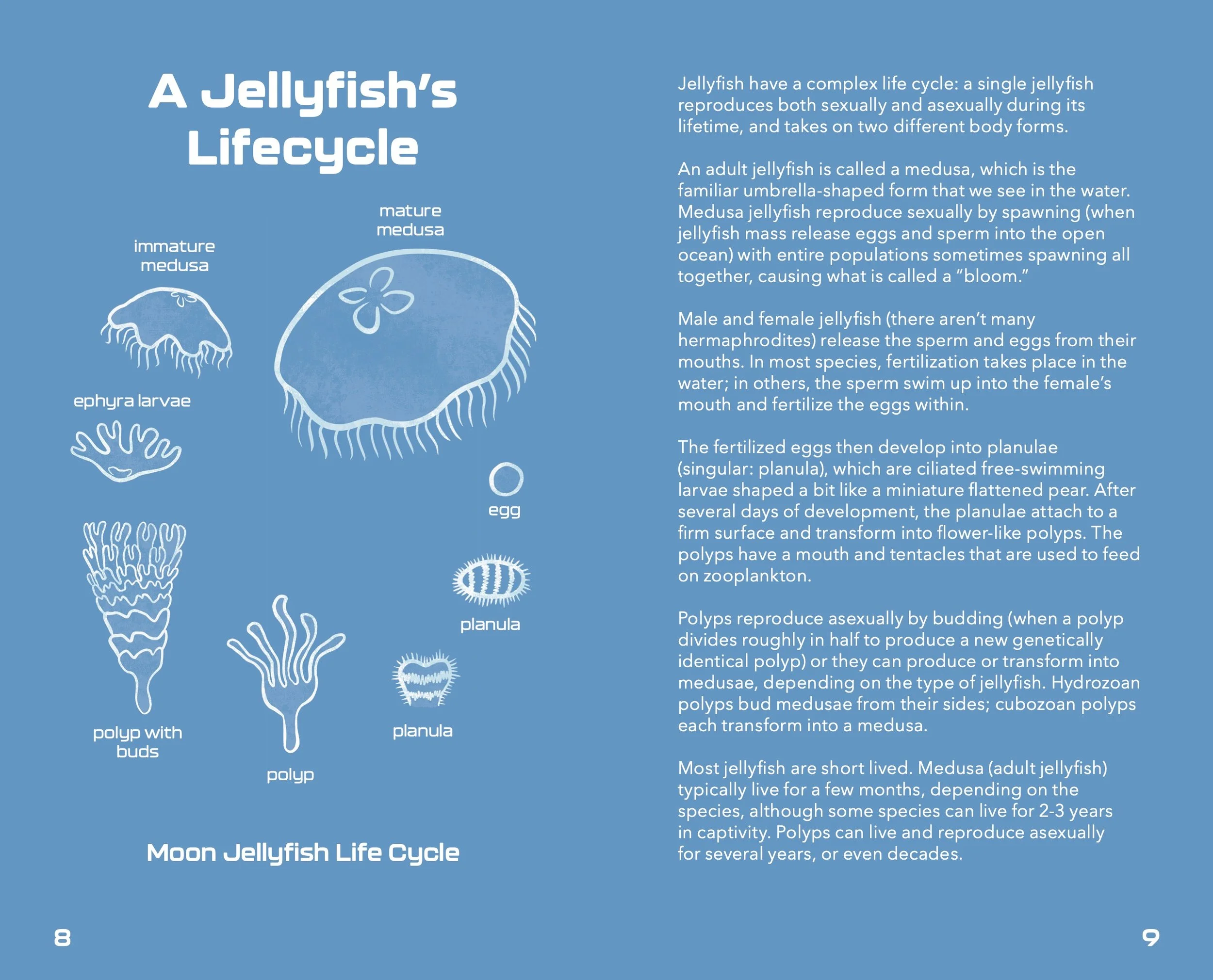Jellyfish_Pocketbook4.jpg