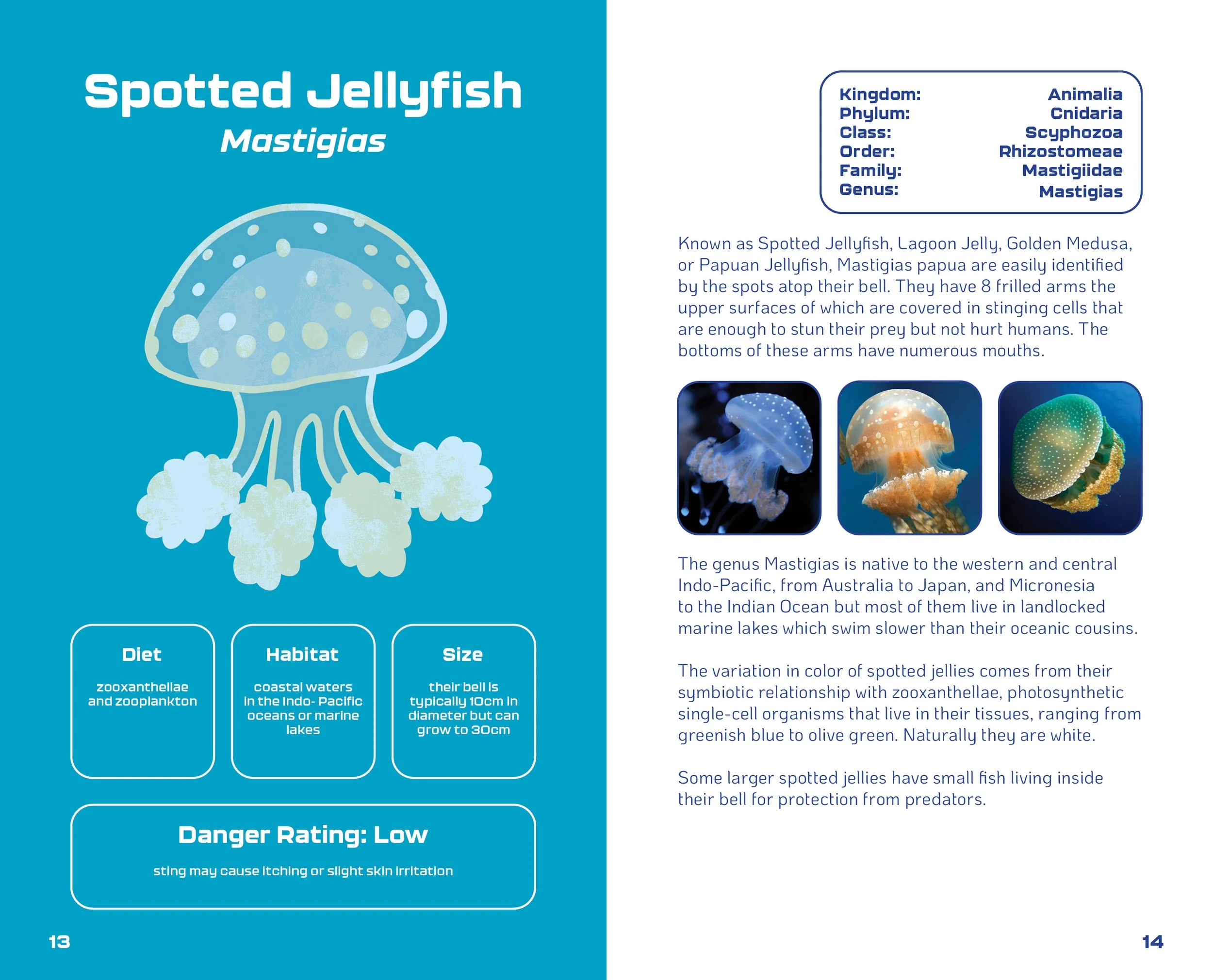 World of Jellyfish Slides8.jpg