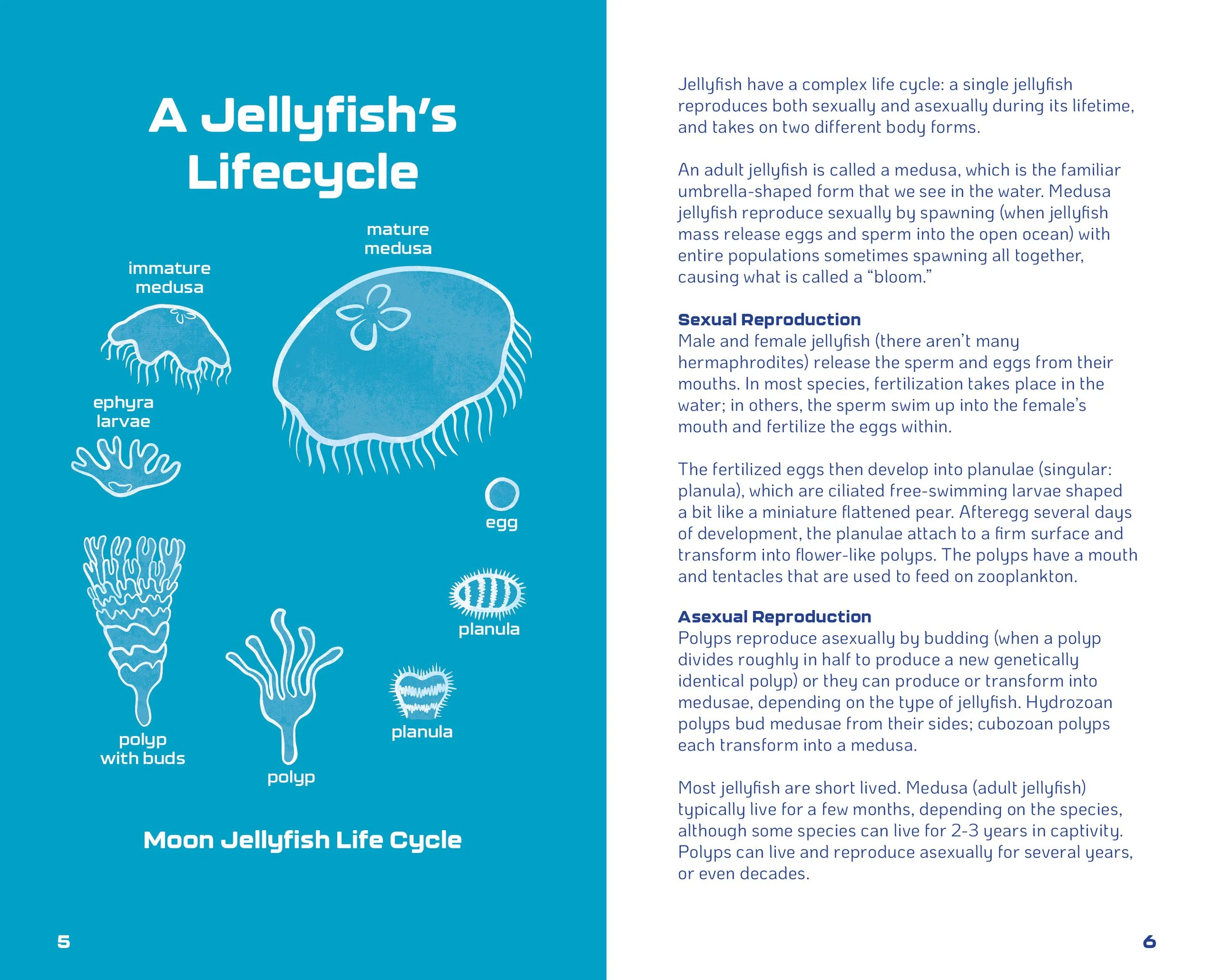World of Jellyfish Slides4.jpg