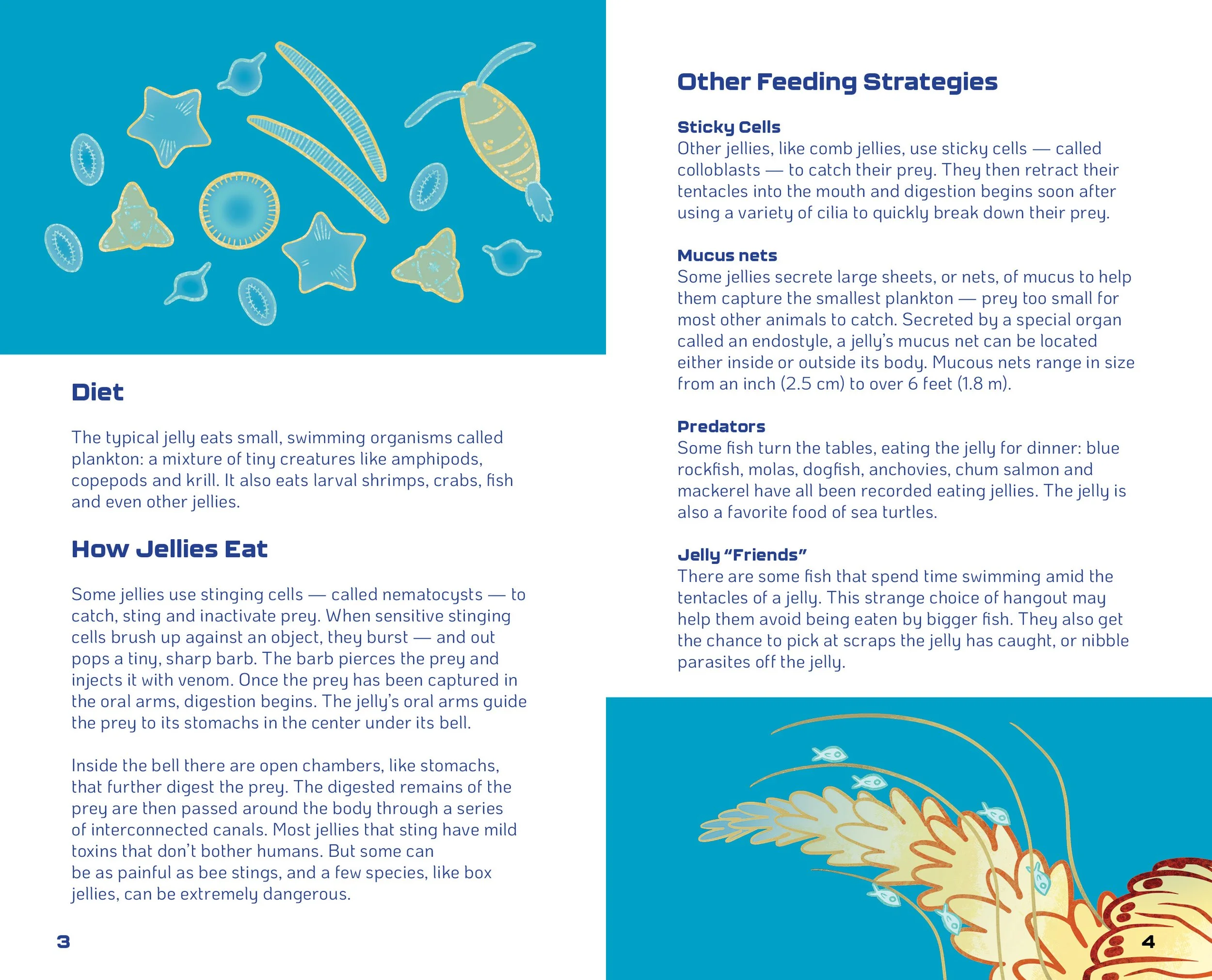 World of Jellyfish Slides3.jpg