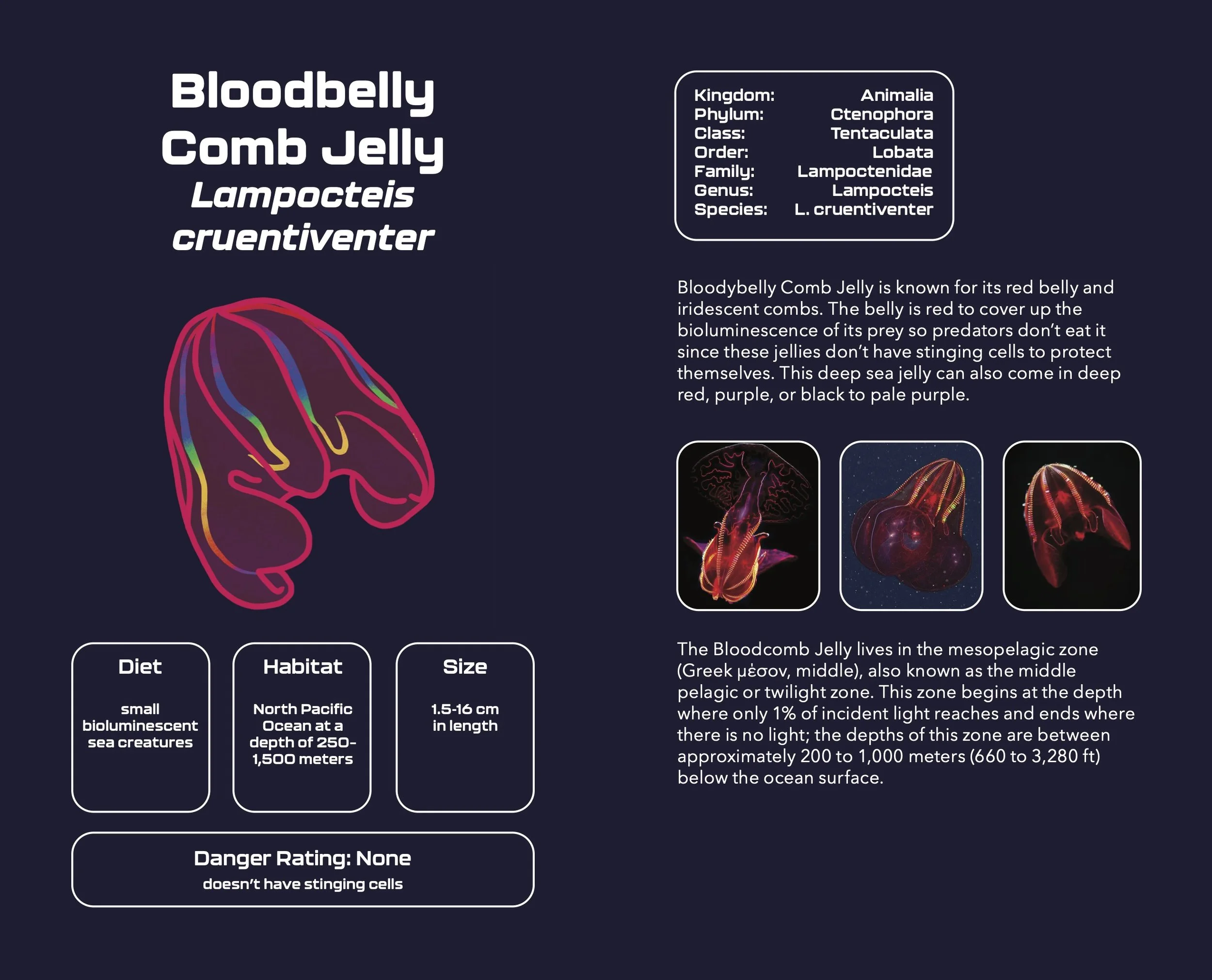 Jellyfish_Pocketbook9.jpg