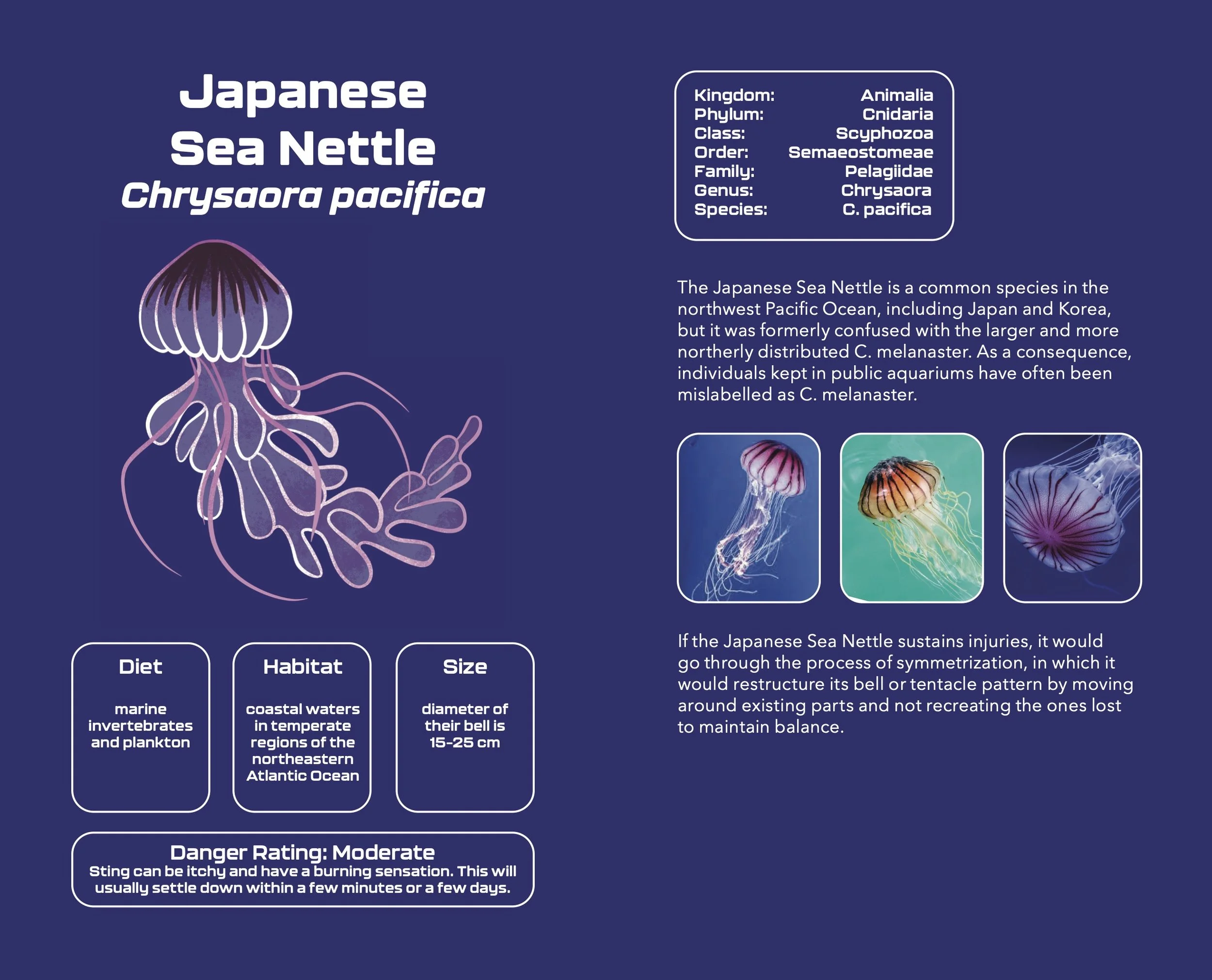 Jellyfish_Pocketbook7.jpg