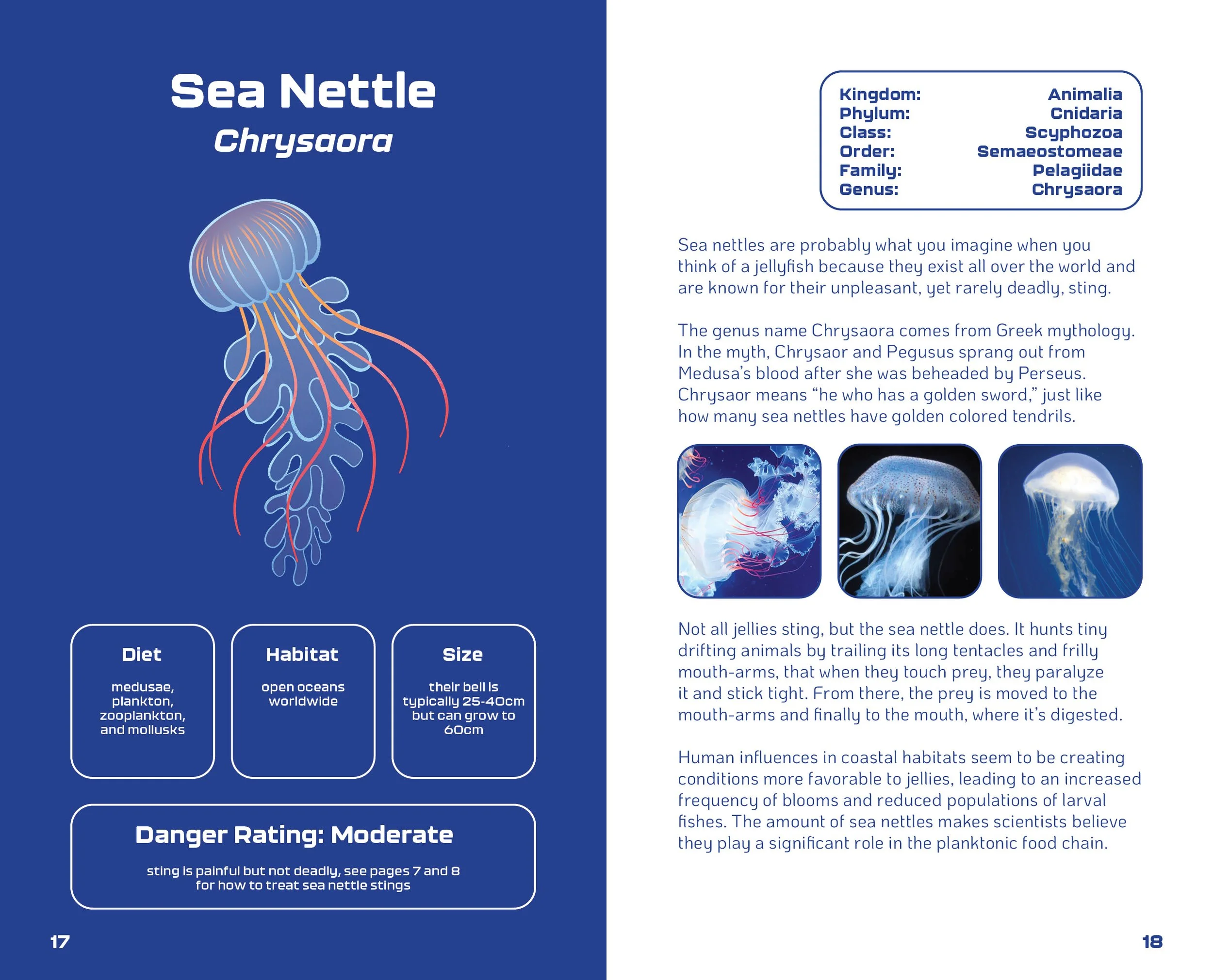 World of Jellyfish Slides10.jpg