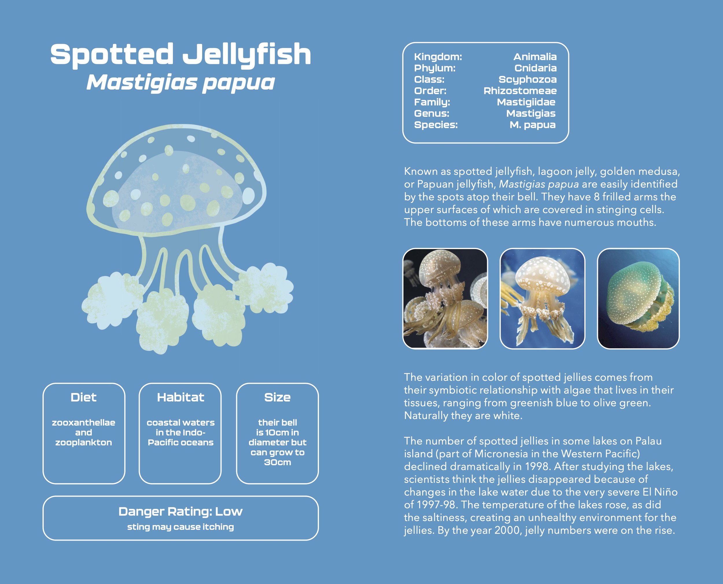 Jellyfish_Pocketbook5.jpg