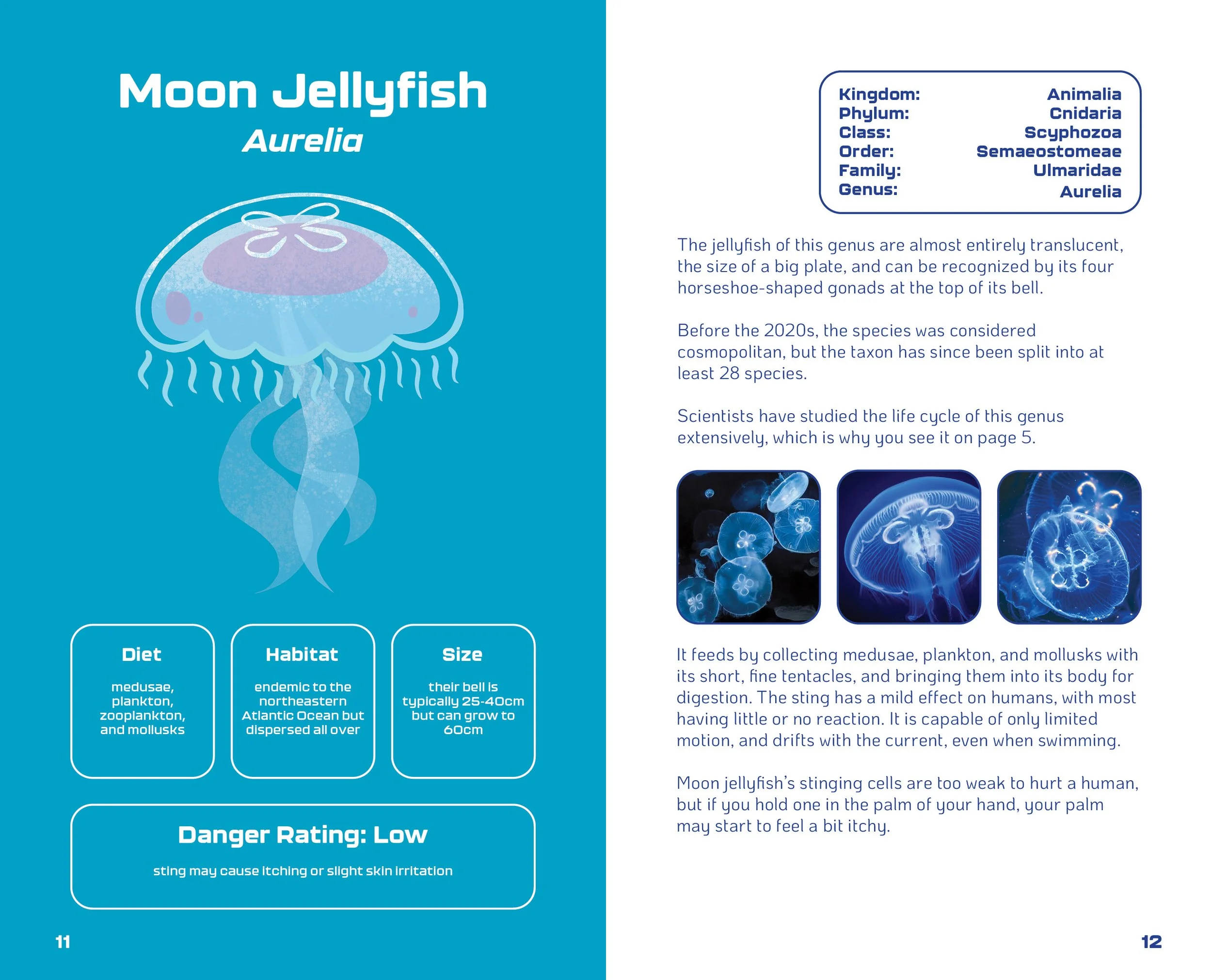 World of Jellyfish Slides7.jpg